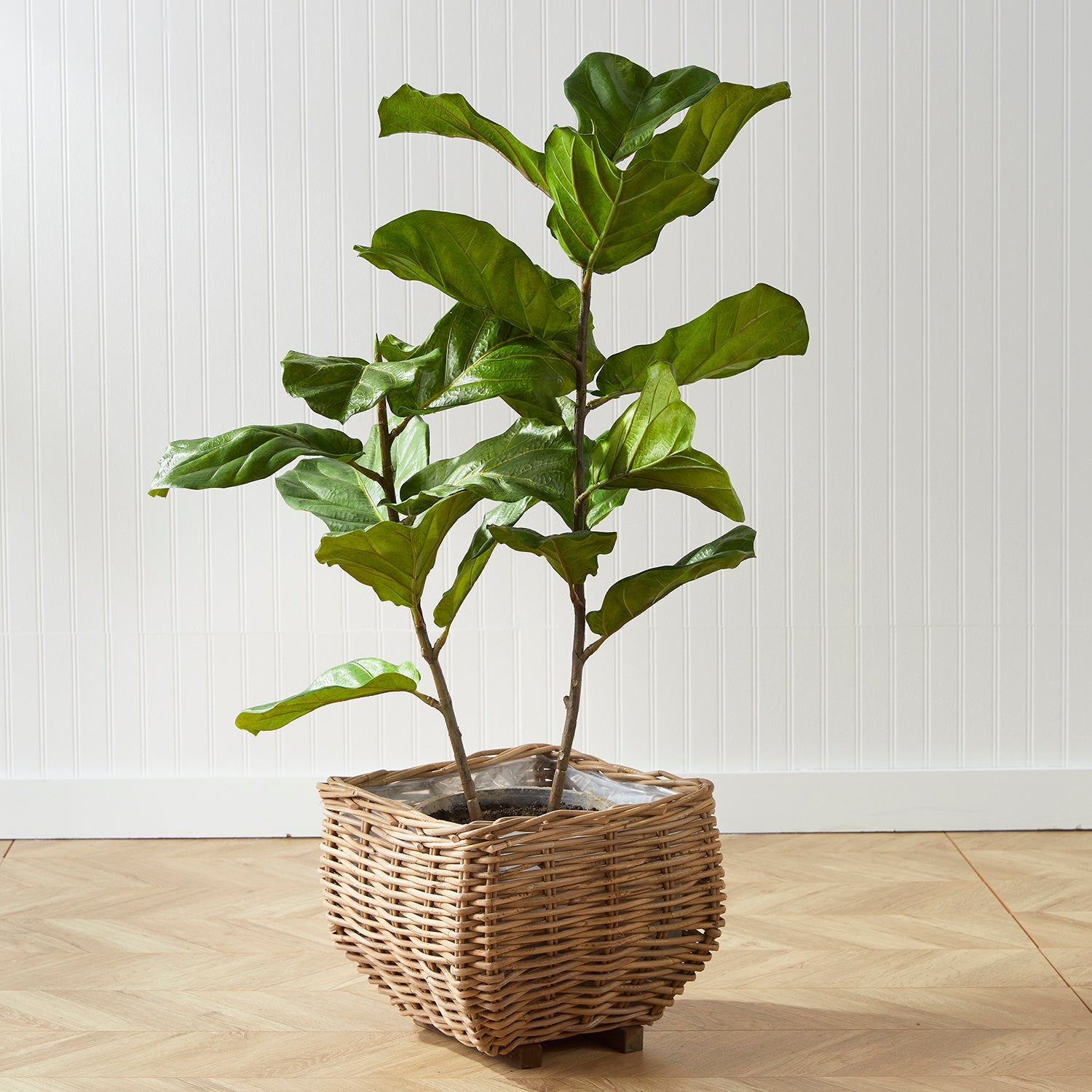 Fiddle Leaf Fig Tree Potted