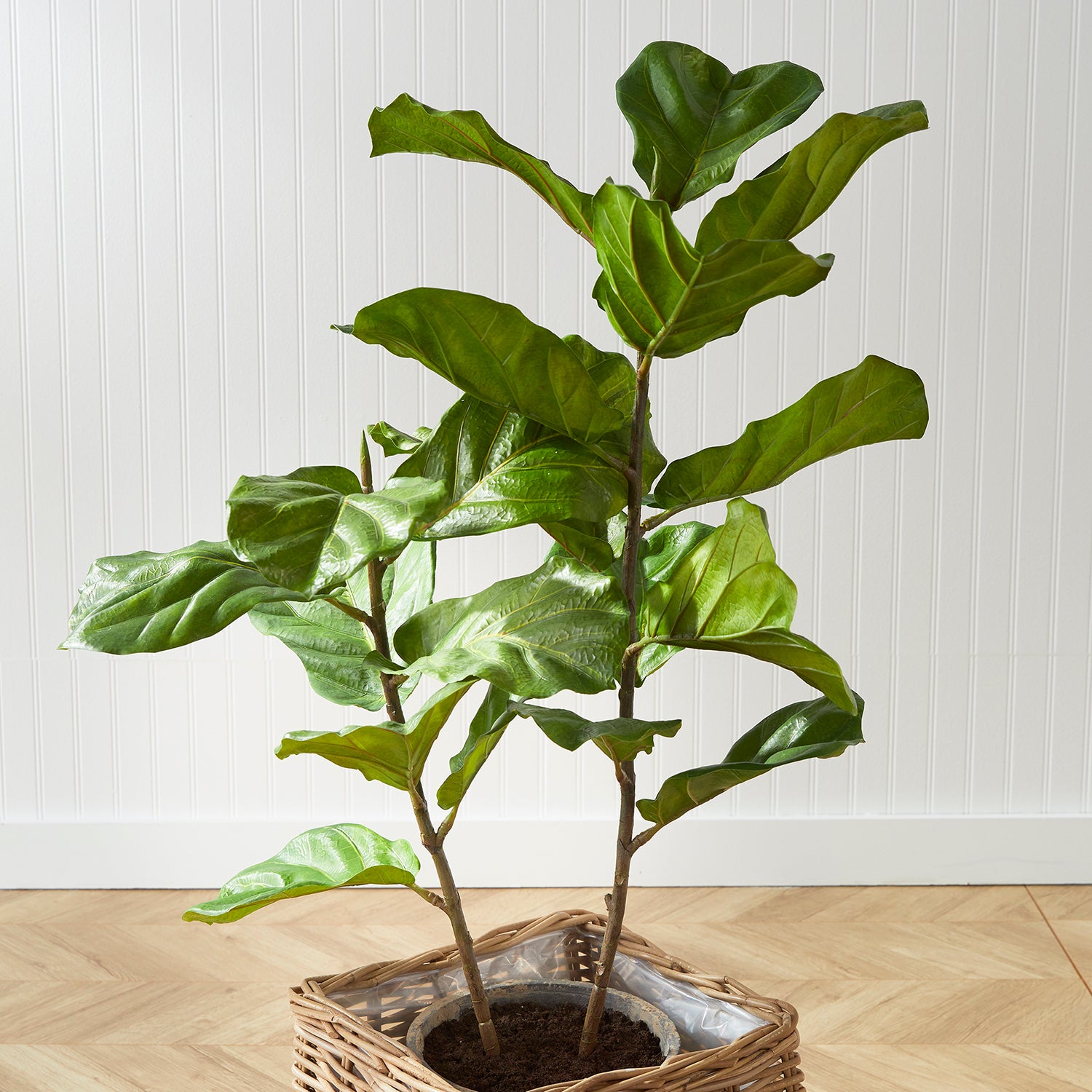 Fiddle Leaf Fig Tree Potted