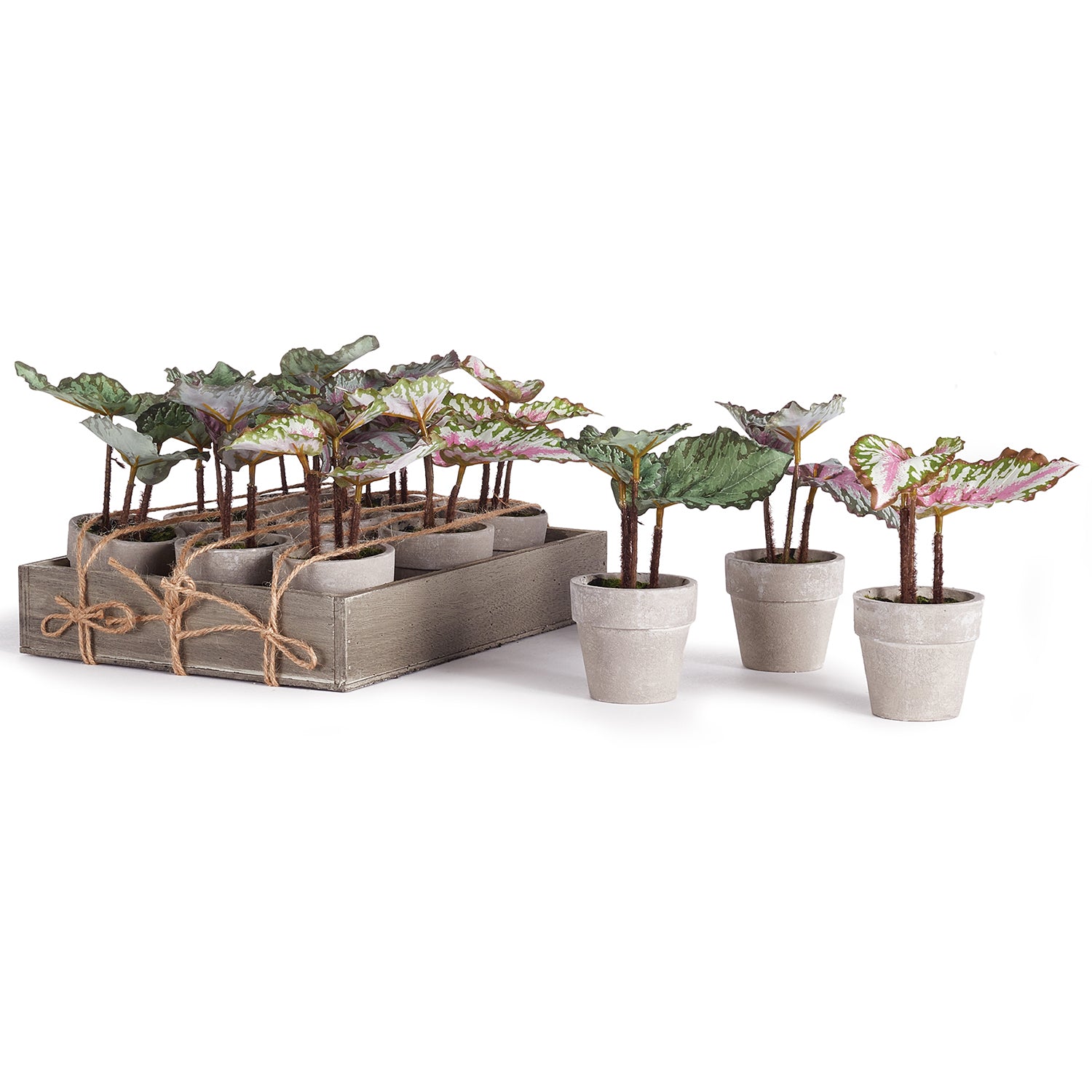 Potted Mini Begonias Set of 12