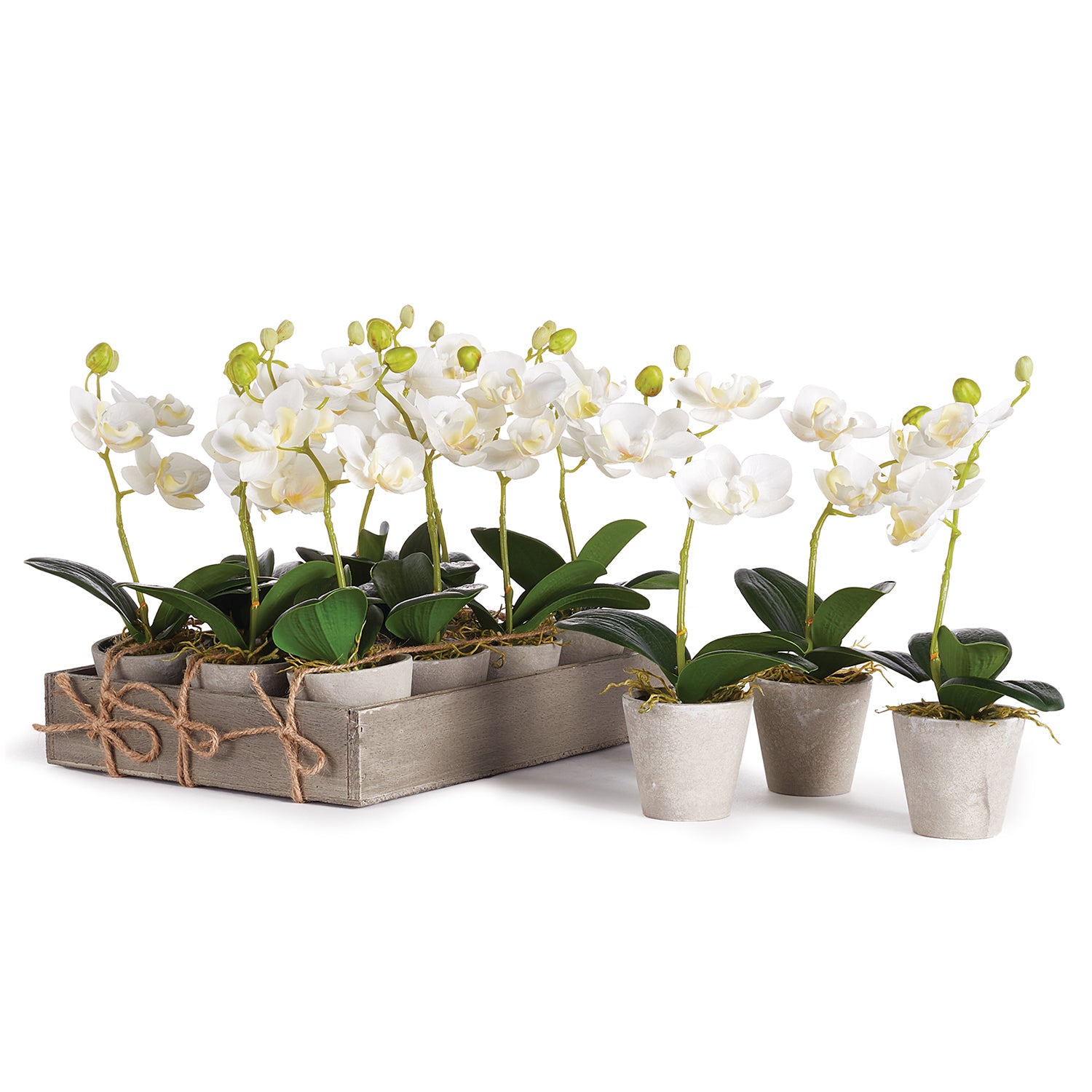 Phalaenopsis Potted Mini Faux Plant Set of 12