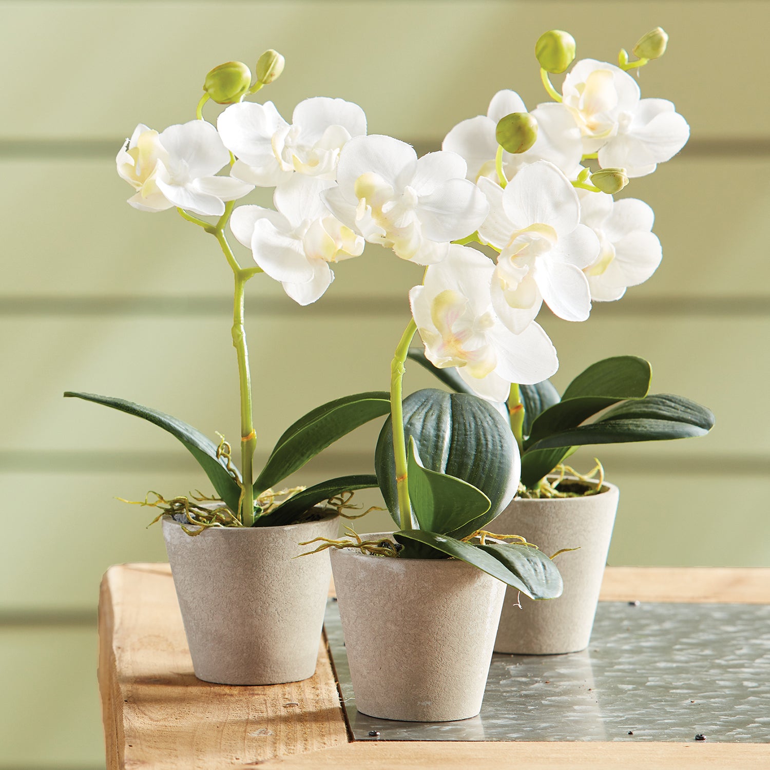 Phalaenopsis Potted Mini Faux Plant Set of 12