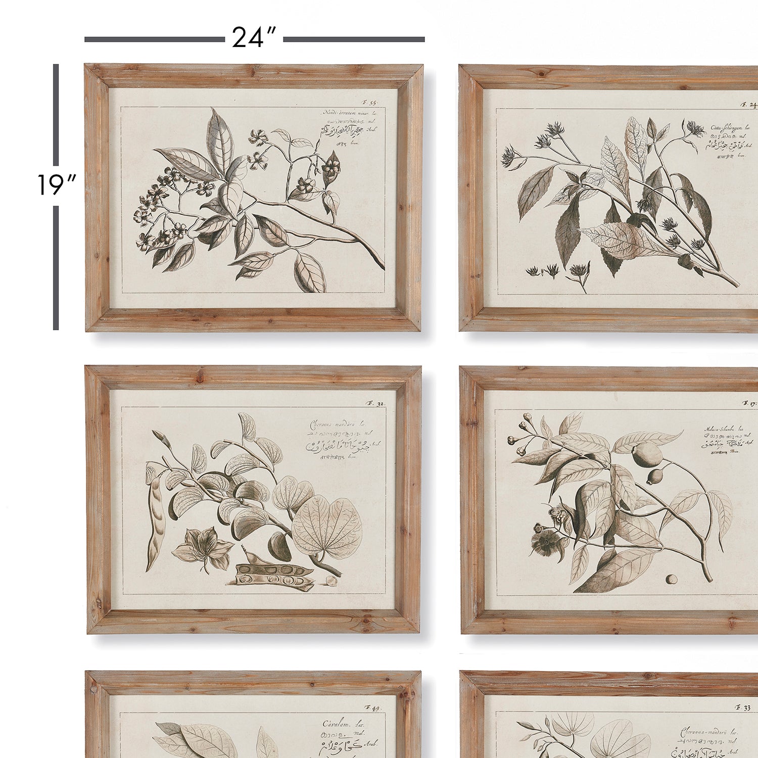 Fruit Bearing Branch Illustrations Wall Art Set of 6