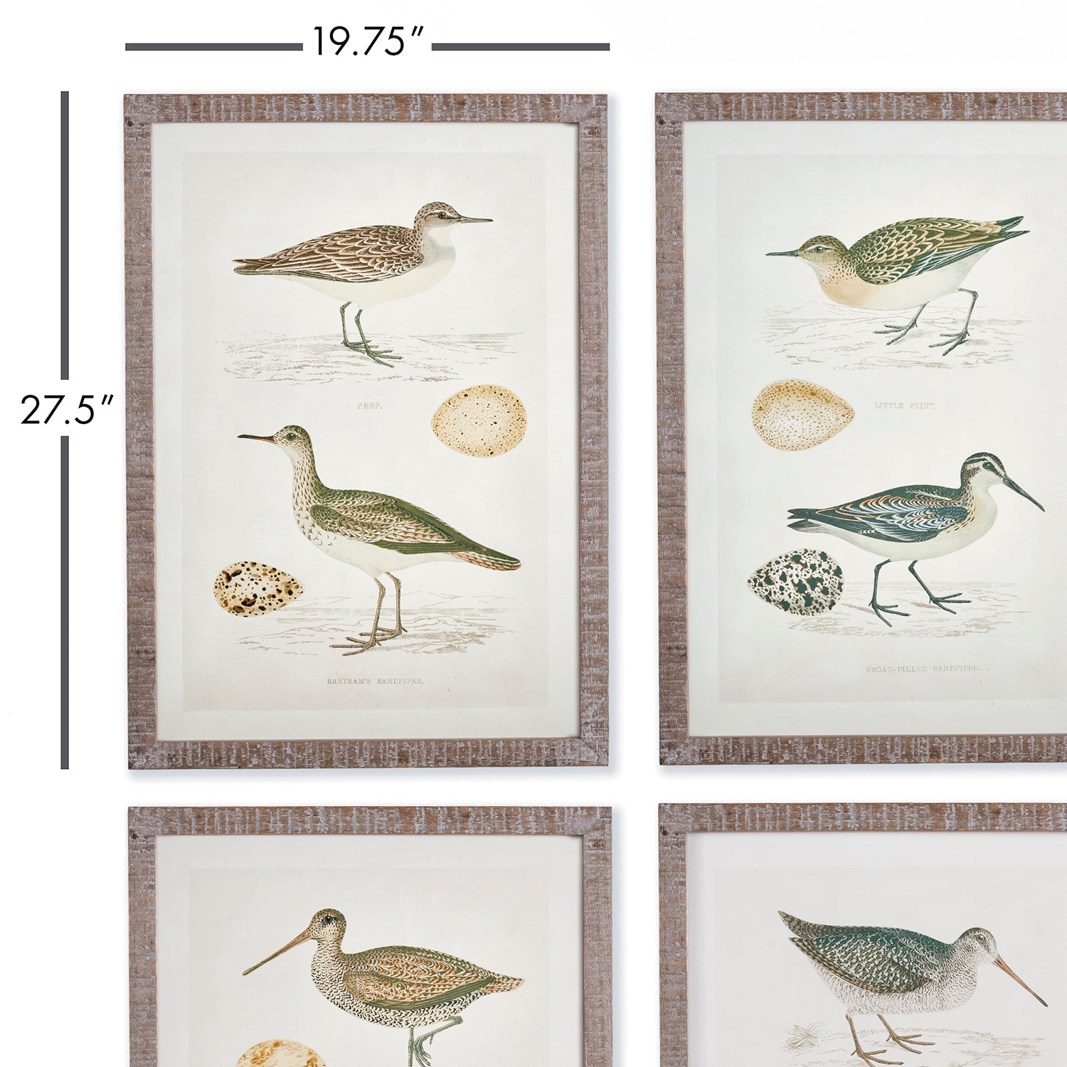 Coastal Birds Study Wall Art Set of 4