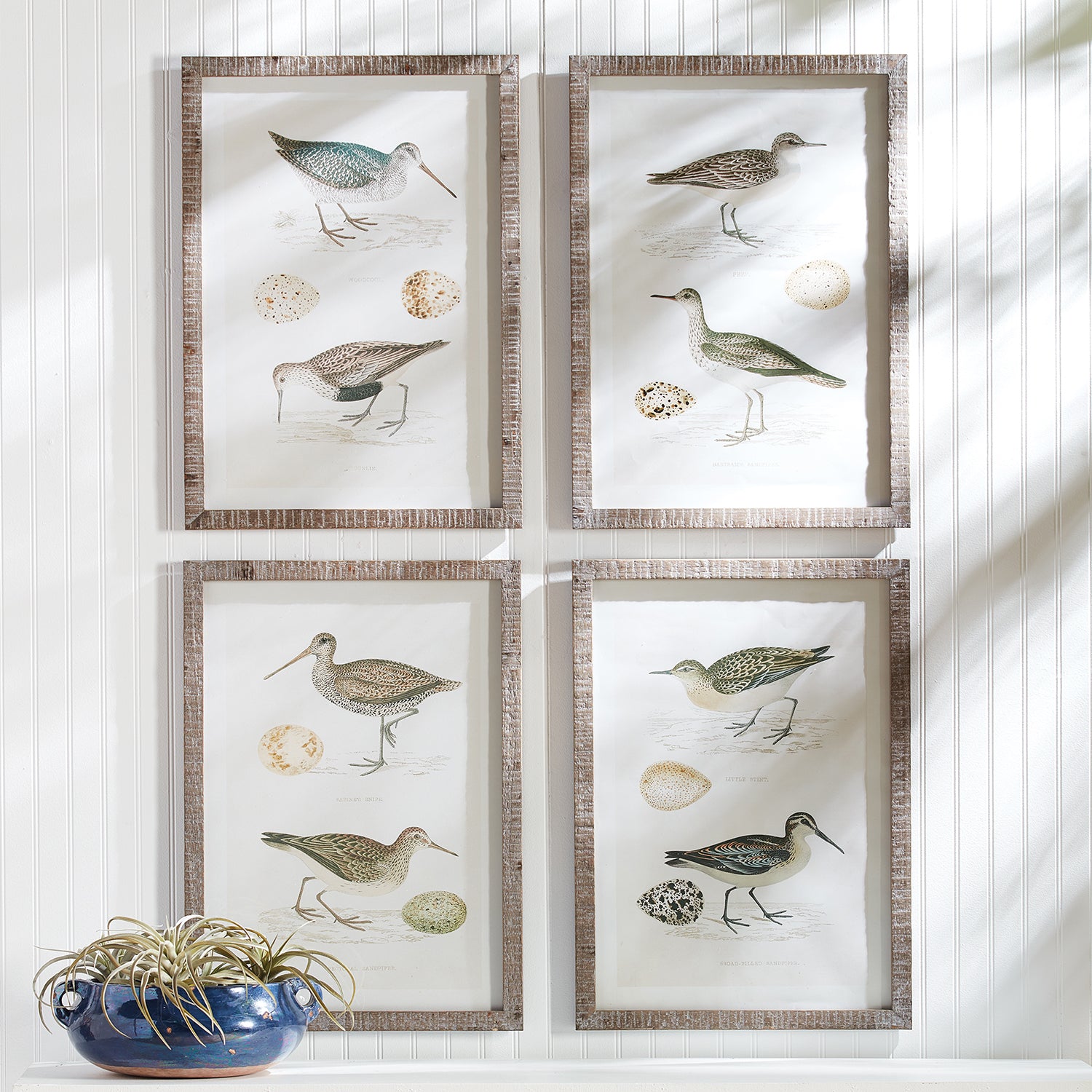 Coastal Birds Study Wall Art Set of 4