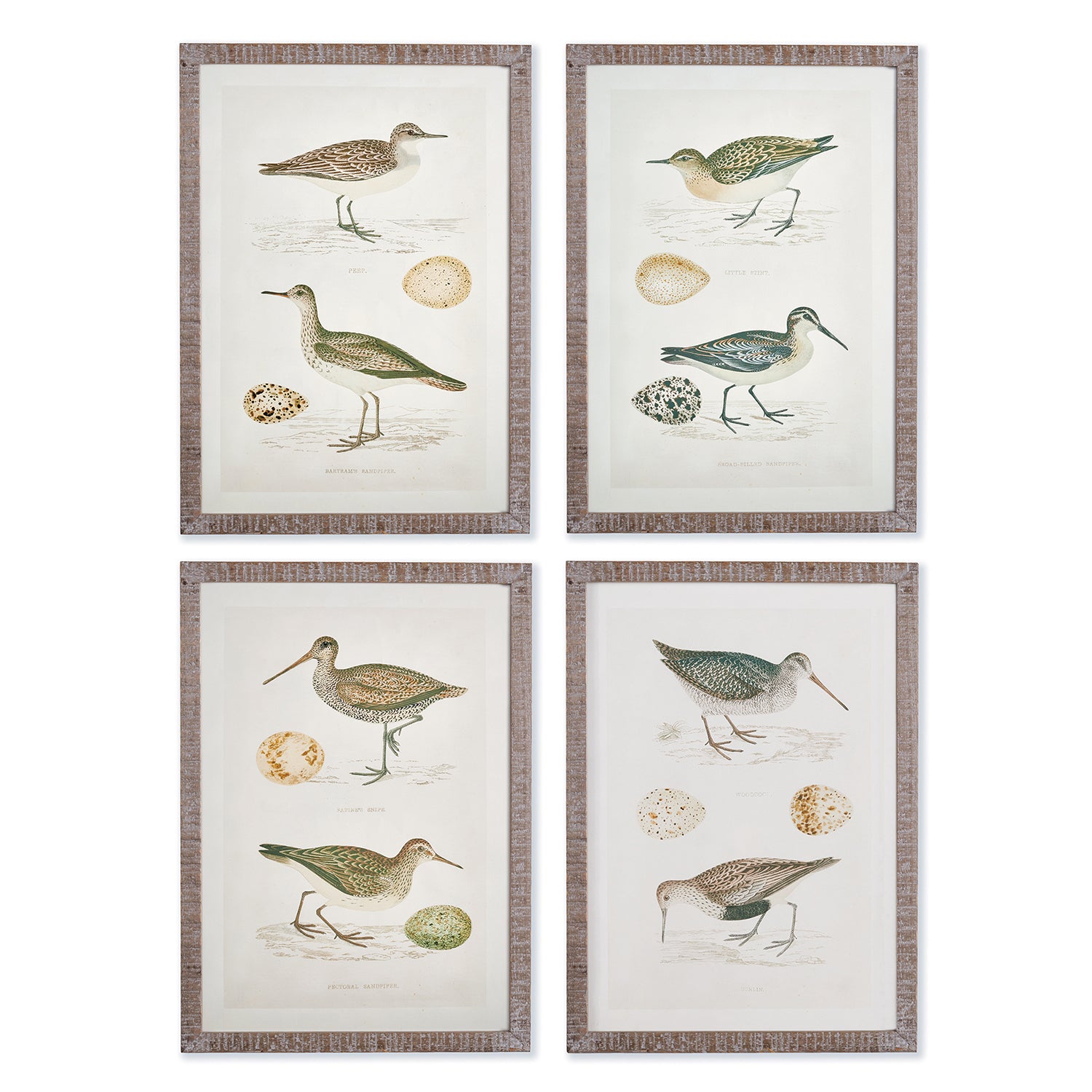 Coastal Birds Study Wall Art Set of 4