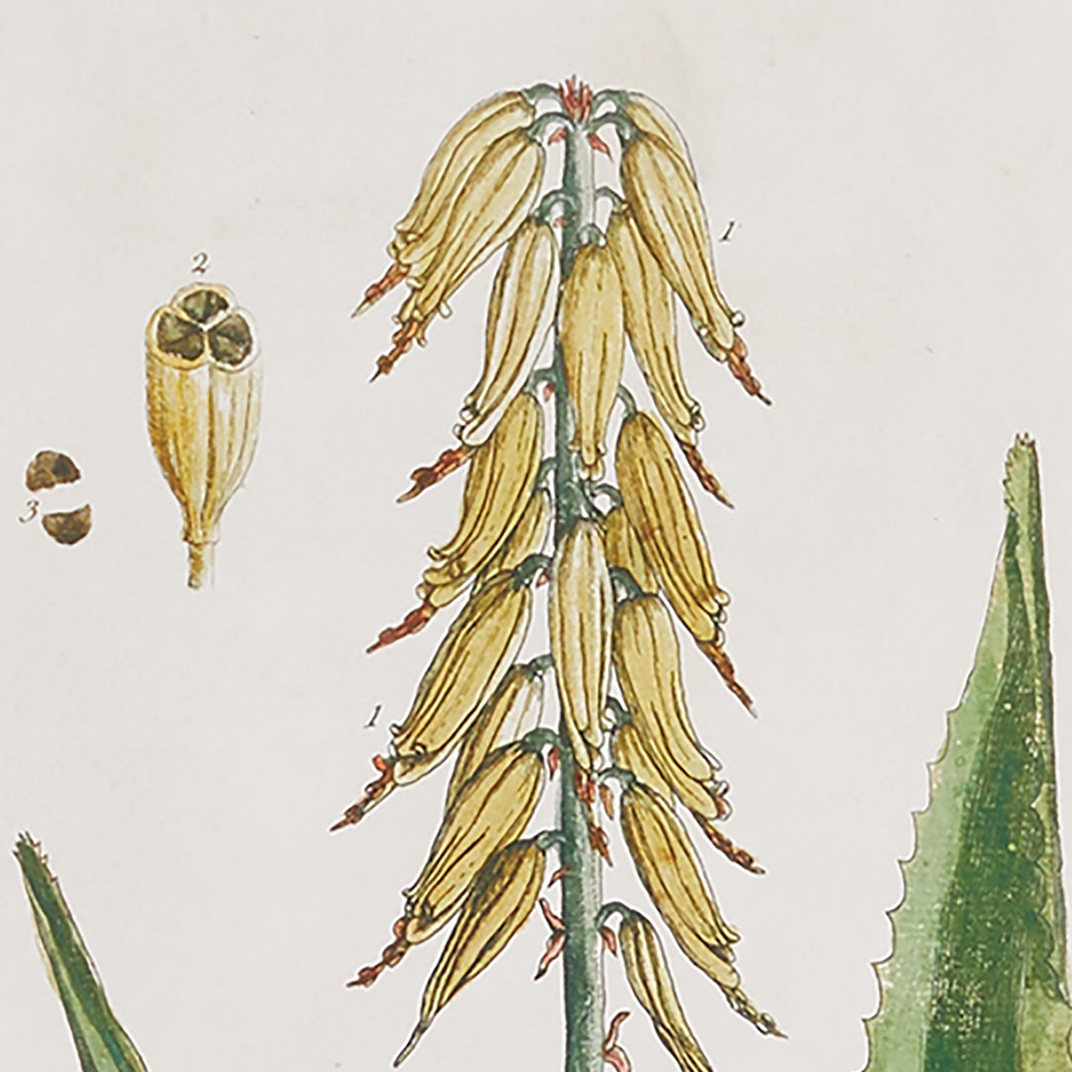 Vintage Botanical Study Wall Art Set of 4