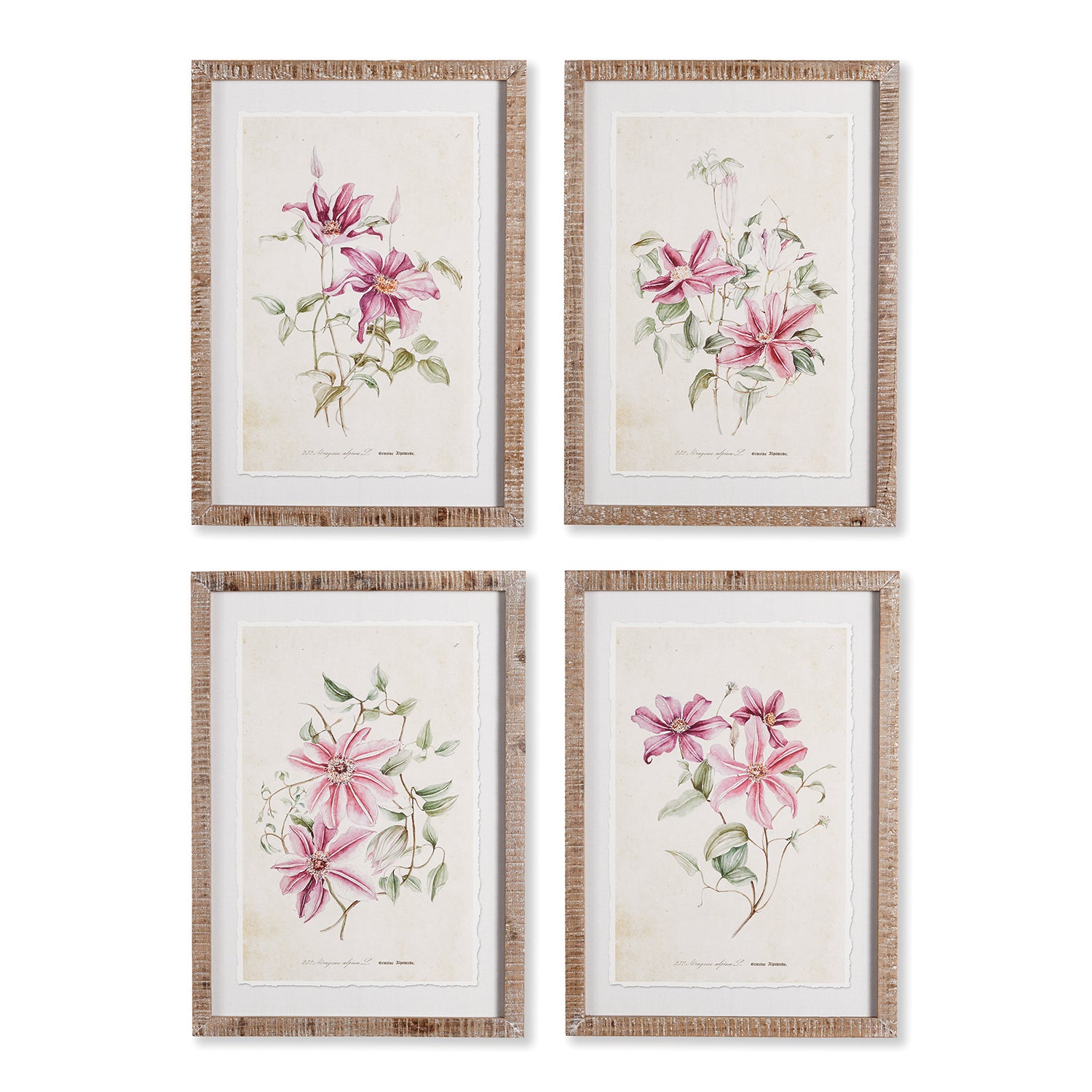 Pink Clematis Framed Print Set of 4