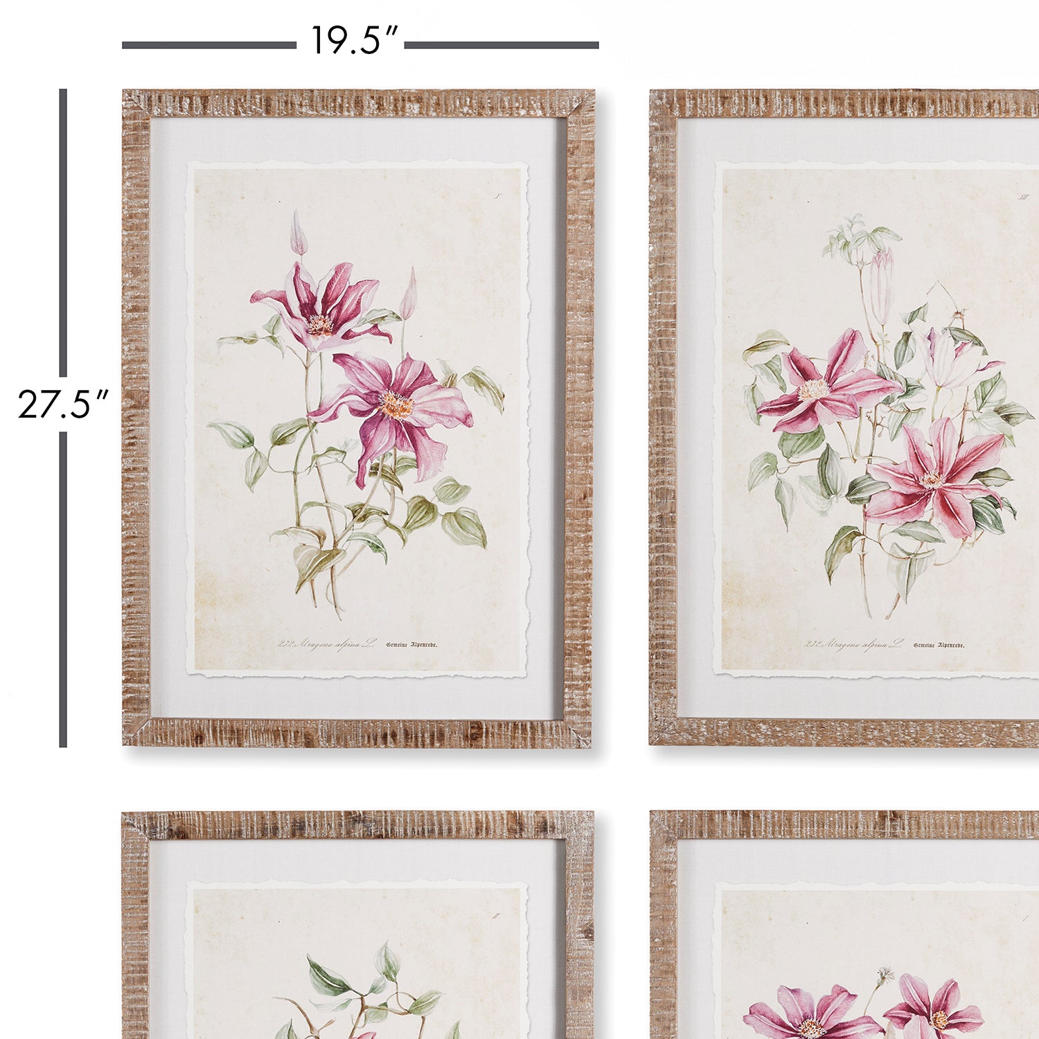 Pink Clematis Framed Print Set of 4