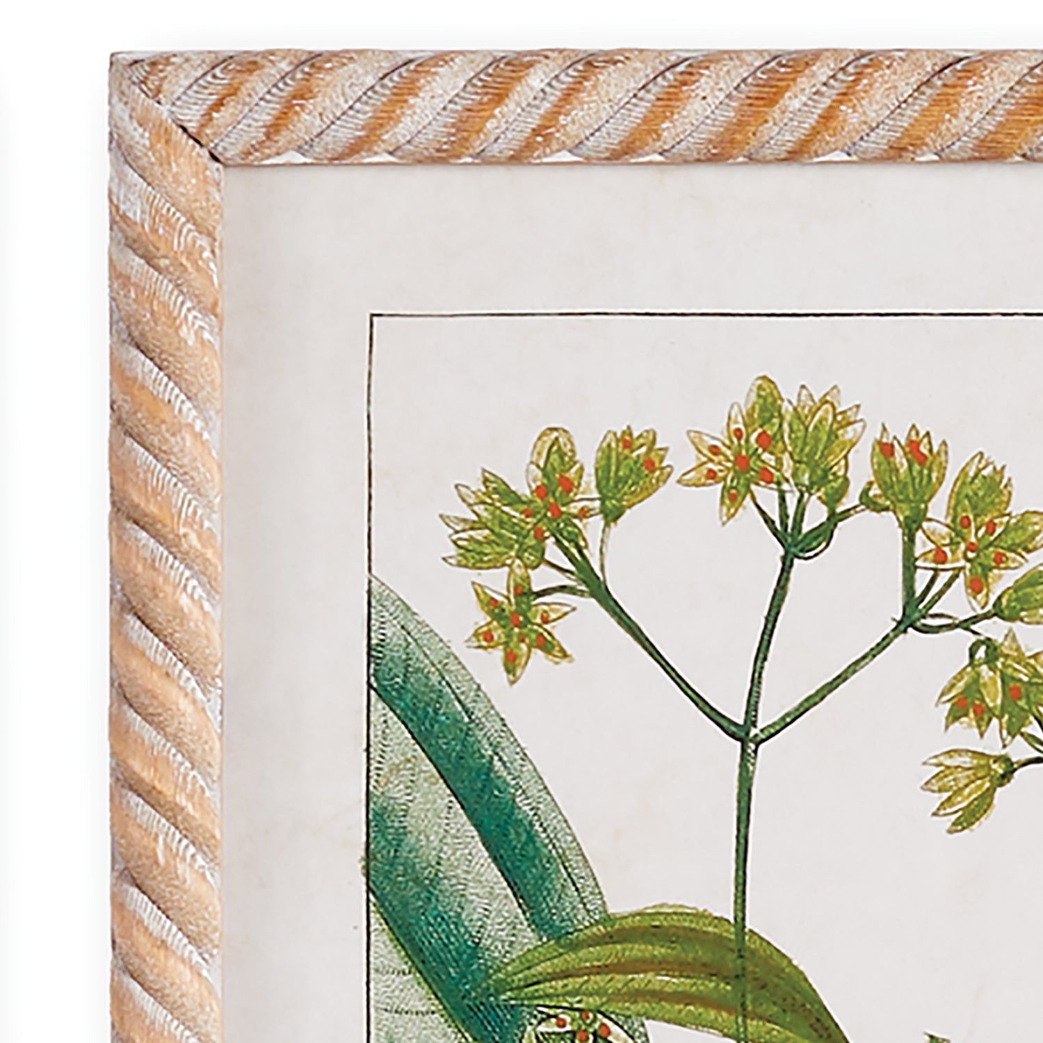 Meadow Botanical Study Framed Art Set of 4