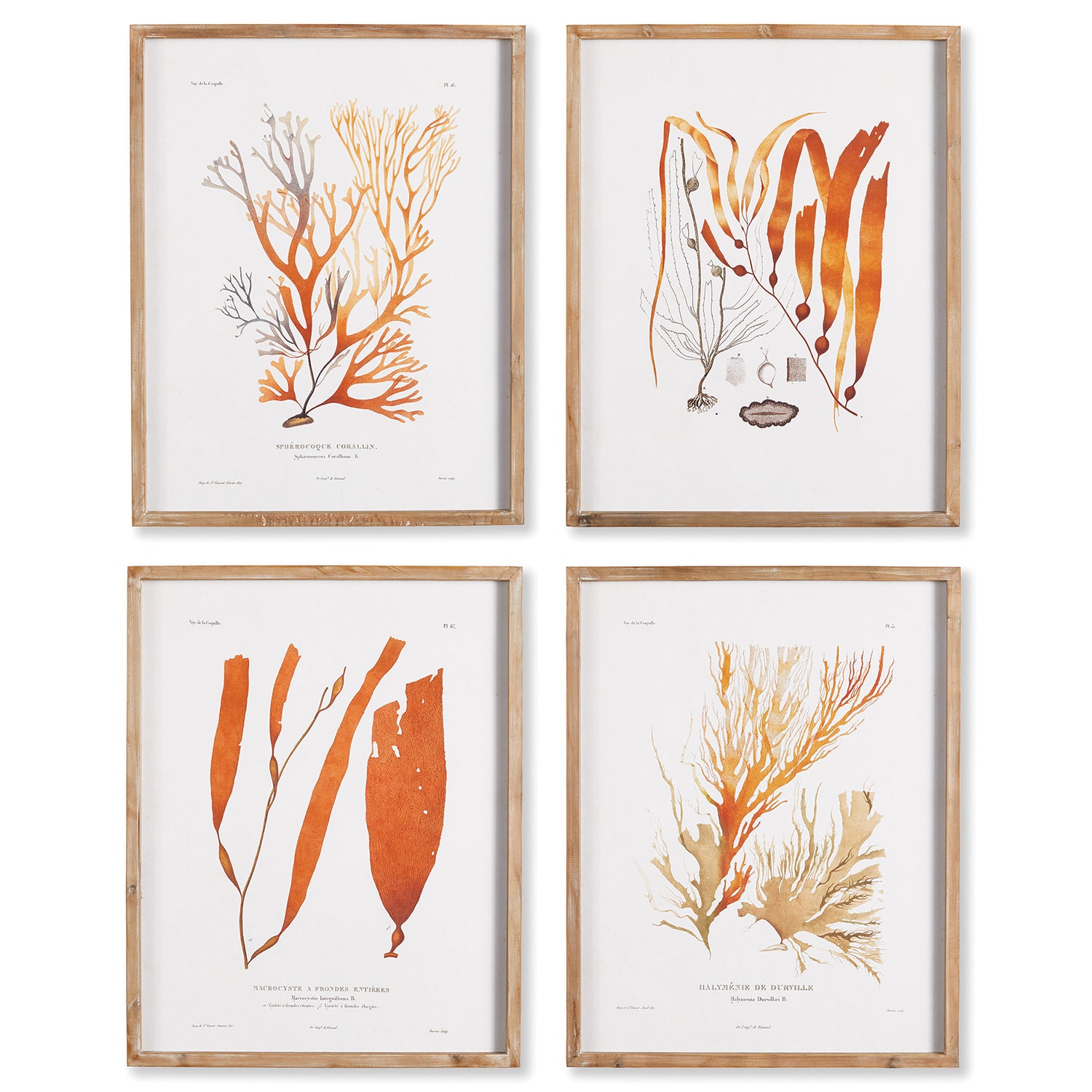 Coral Reef Study Framed Wall Art Set of 4