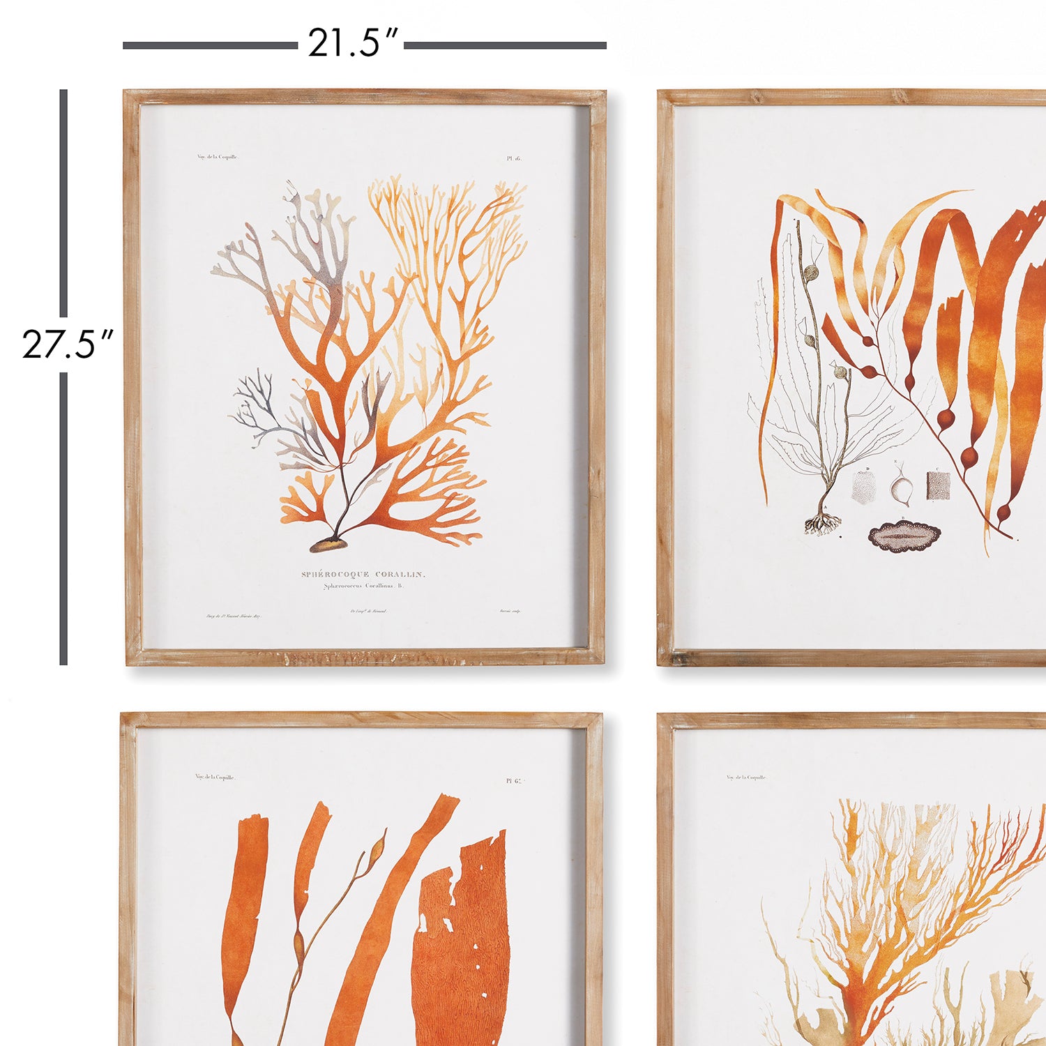 Coral Reef Study Framed Wall Art Set of 4