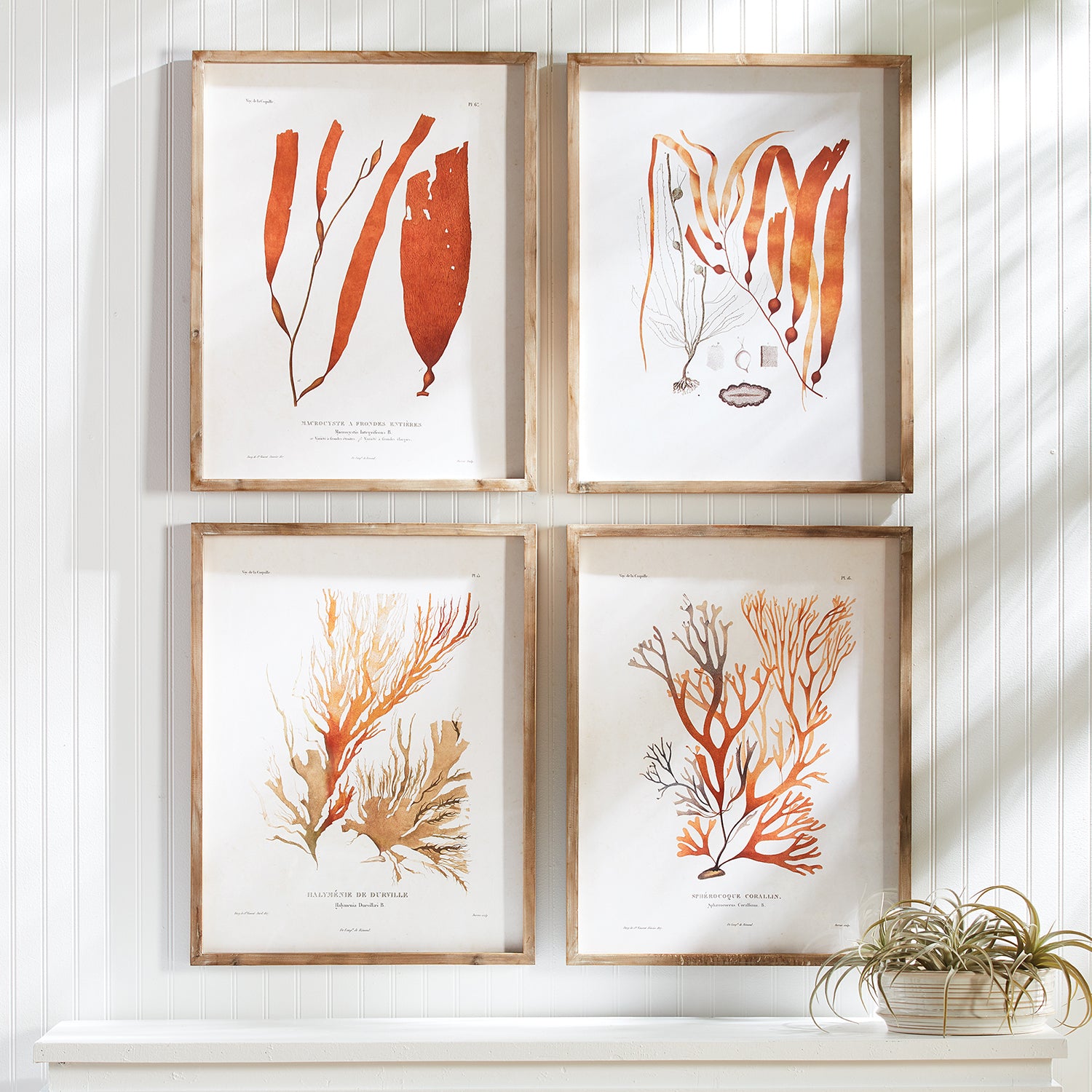 Coral Reef Study Framed Wall Art Set of 4