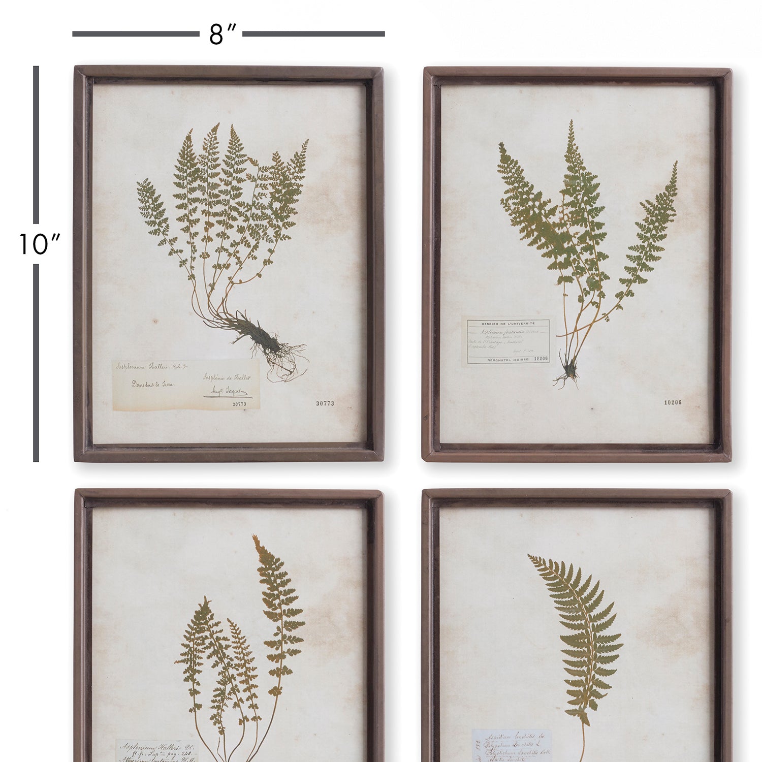 Petite Frond Wall Art Set of 4