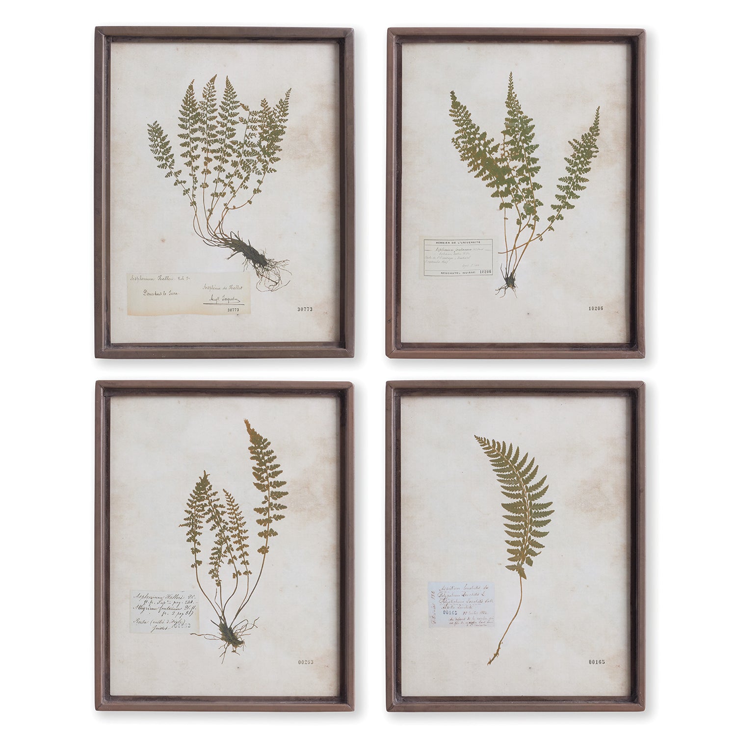 Petite Frond Wall Art Set of 4