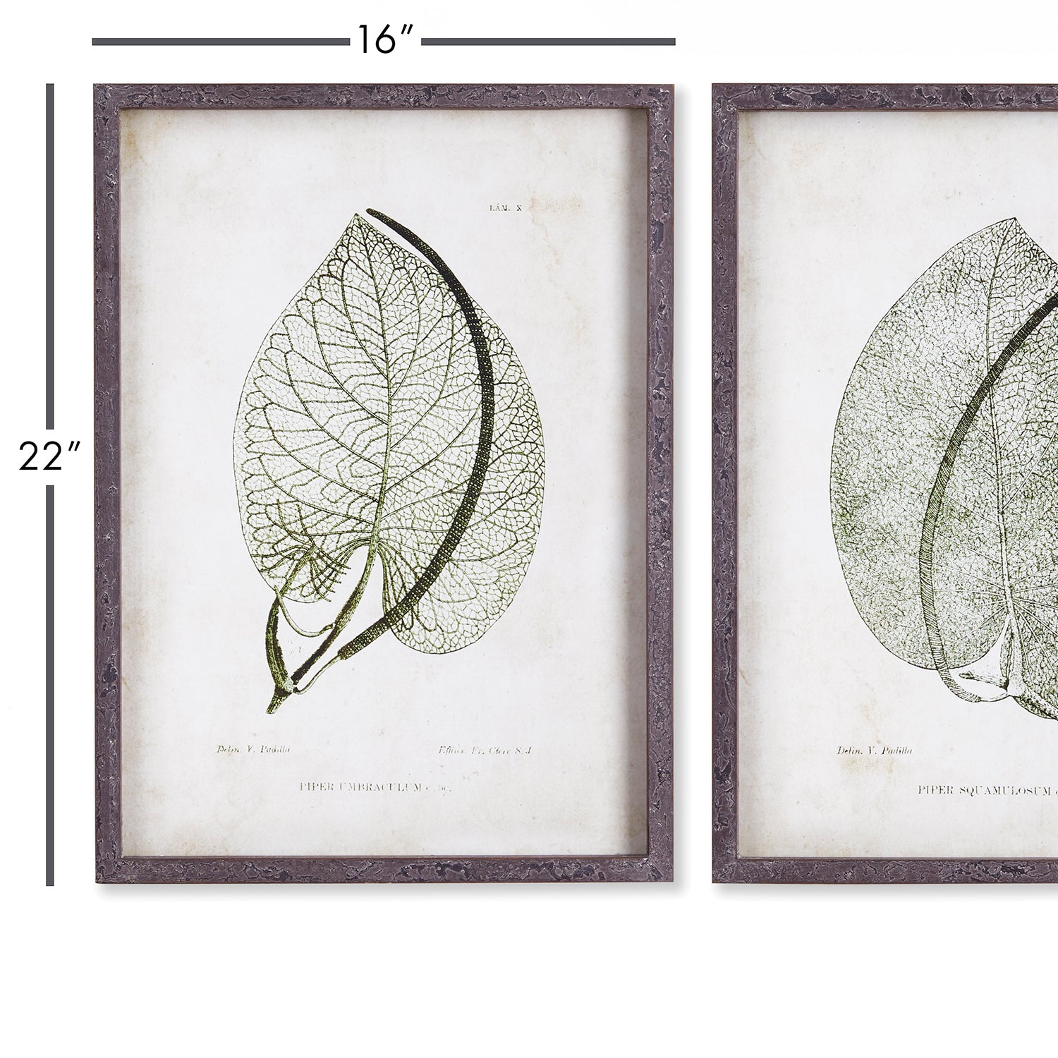 Cordate Leaf Study Framed Wall Art Set of 2