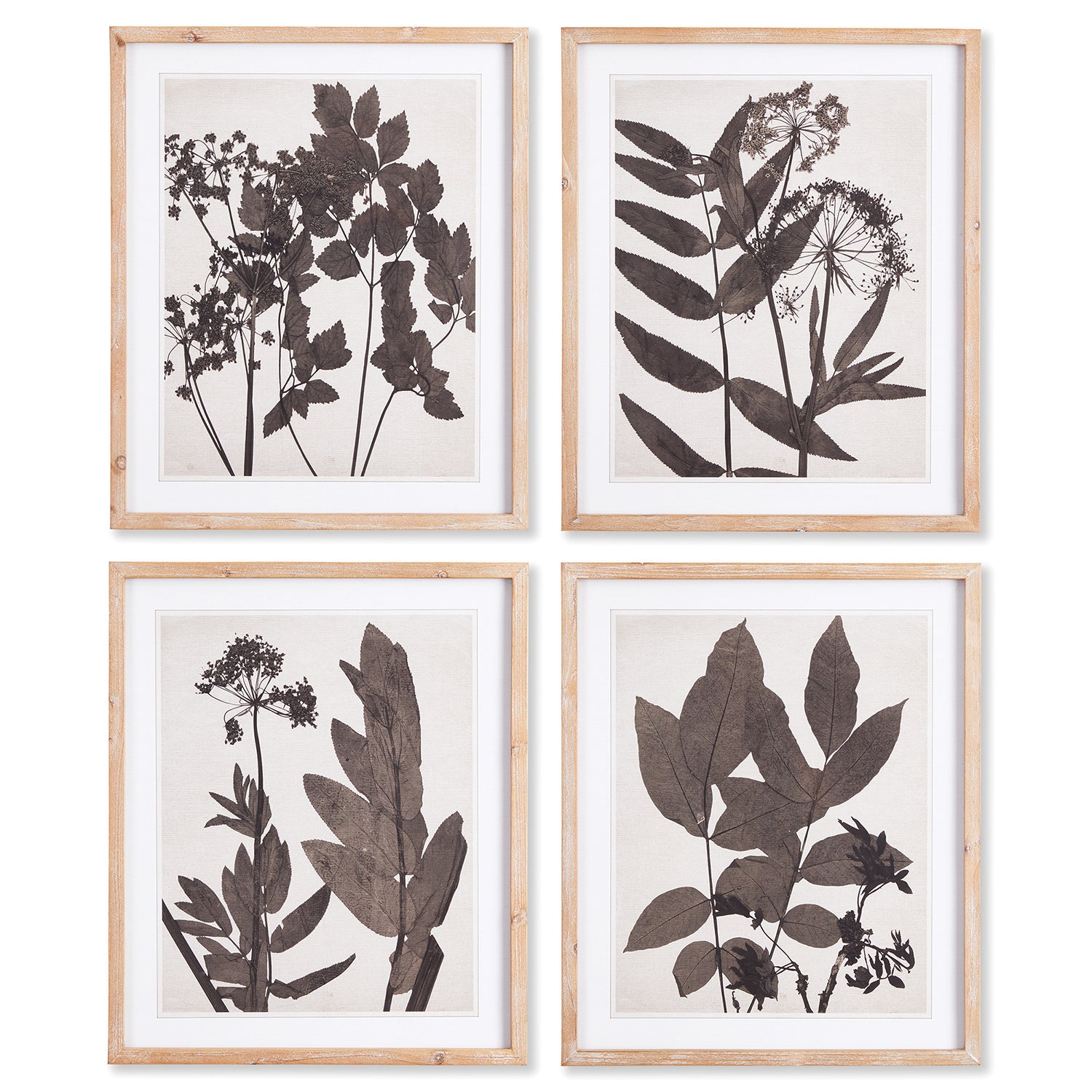 Pressed Foliage Wall Art Set of 4