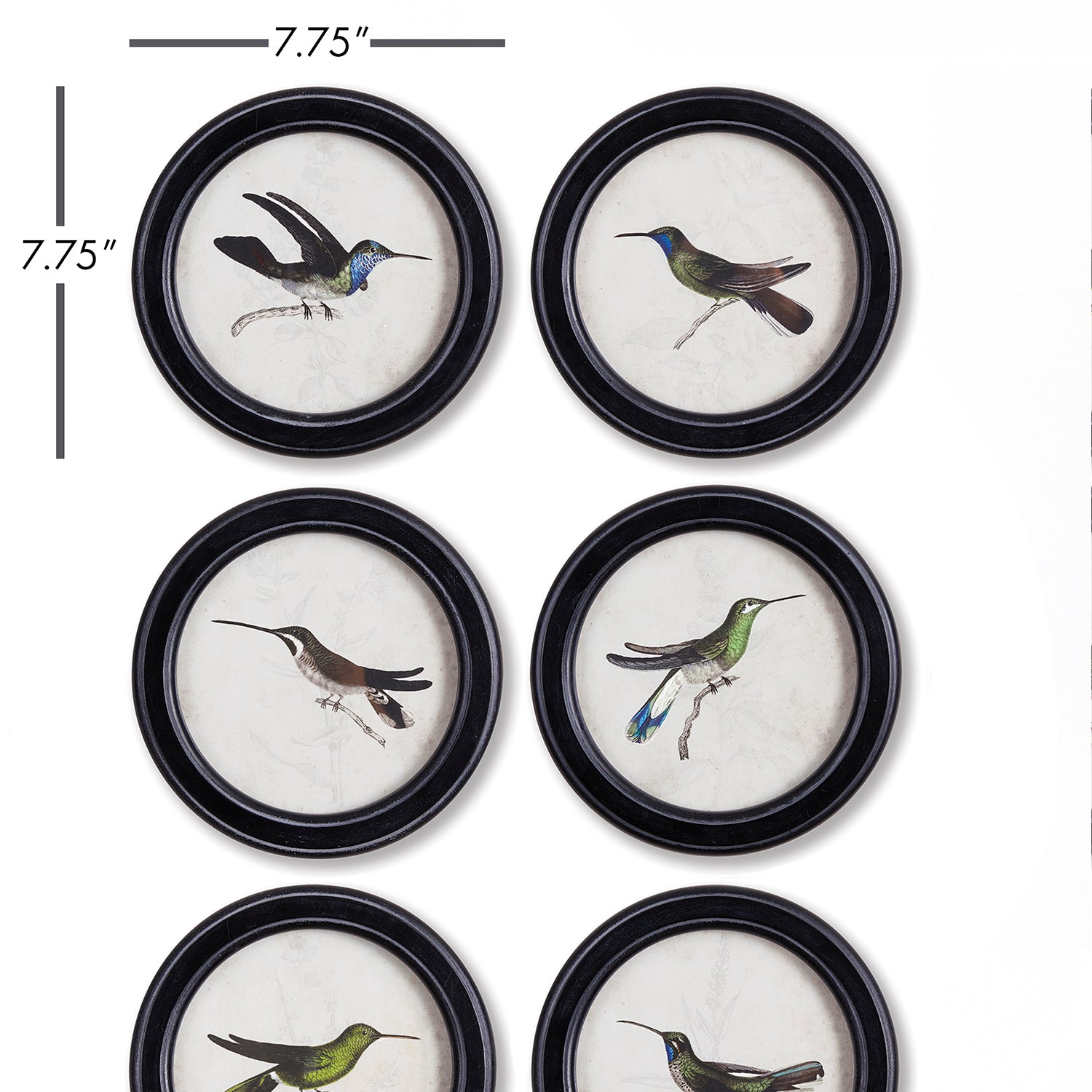 Hummingbird Round Petite Print Wall Art Set of 6