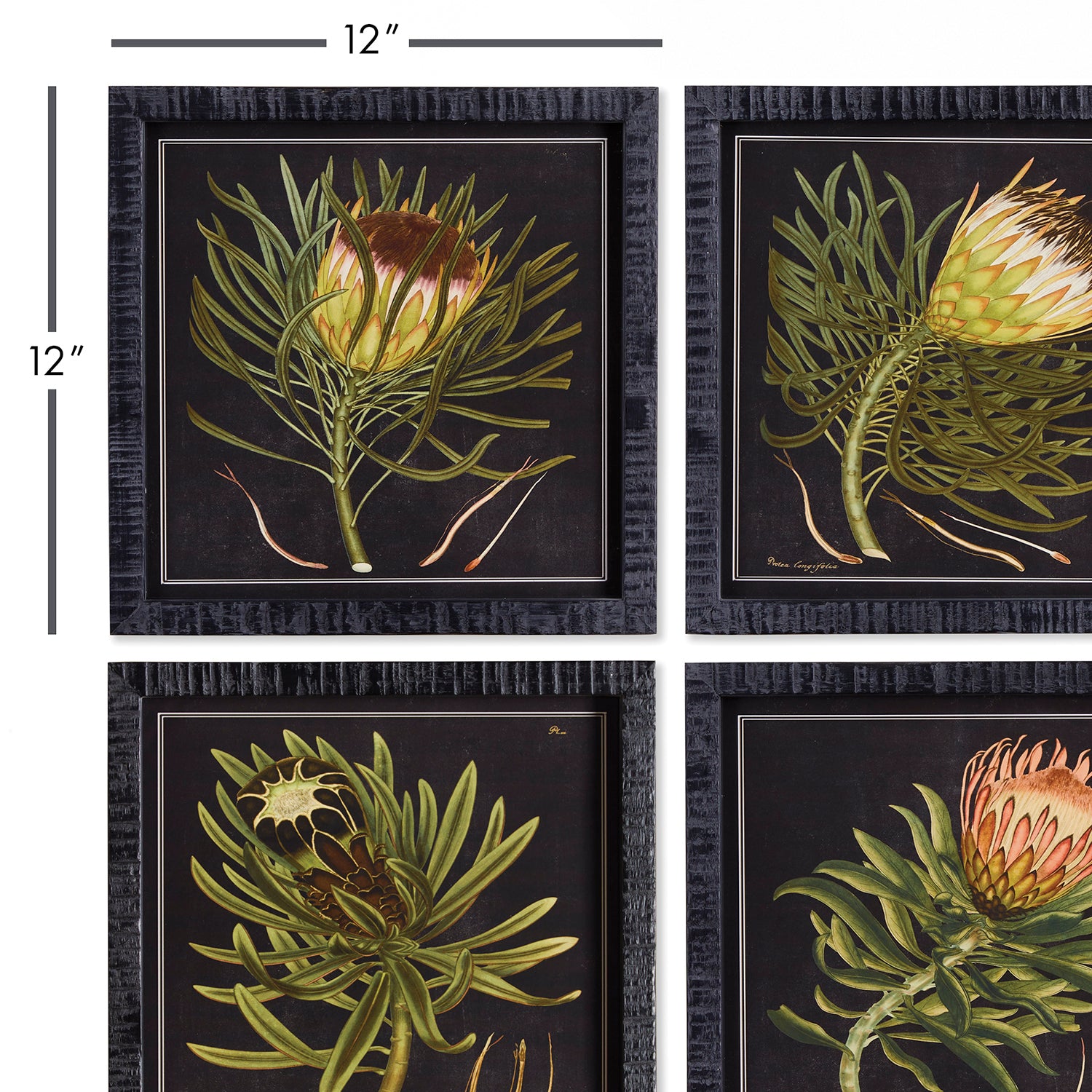 Protea Petite Wall Art Set of 4