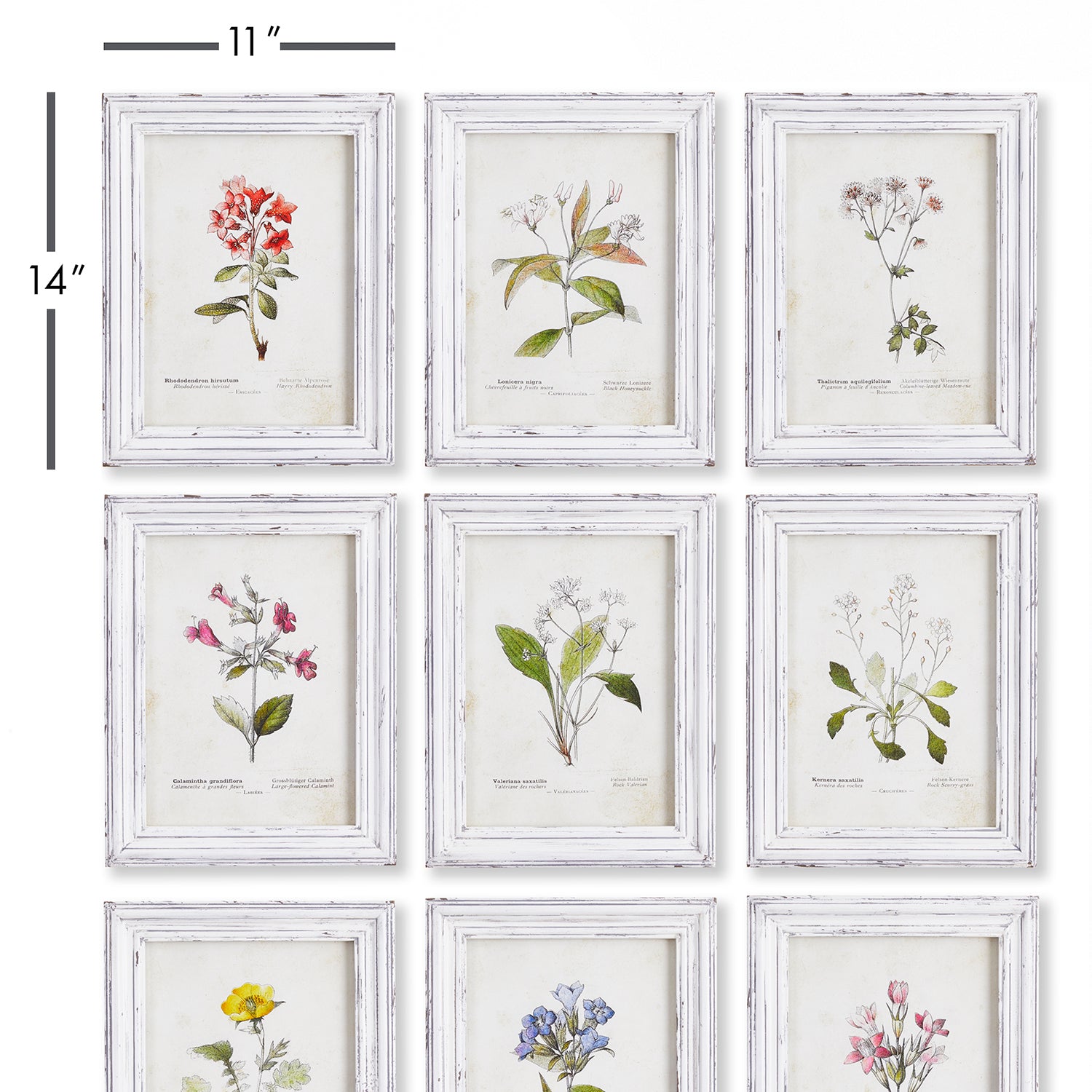 Garden Meadow Study Wall Art Set of 9