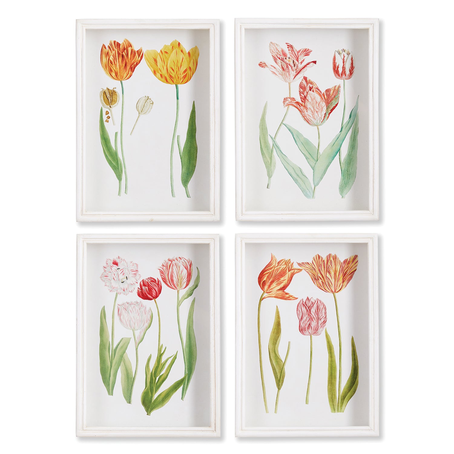 Tulip Framed Print Set of 4