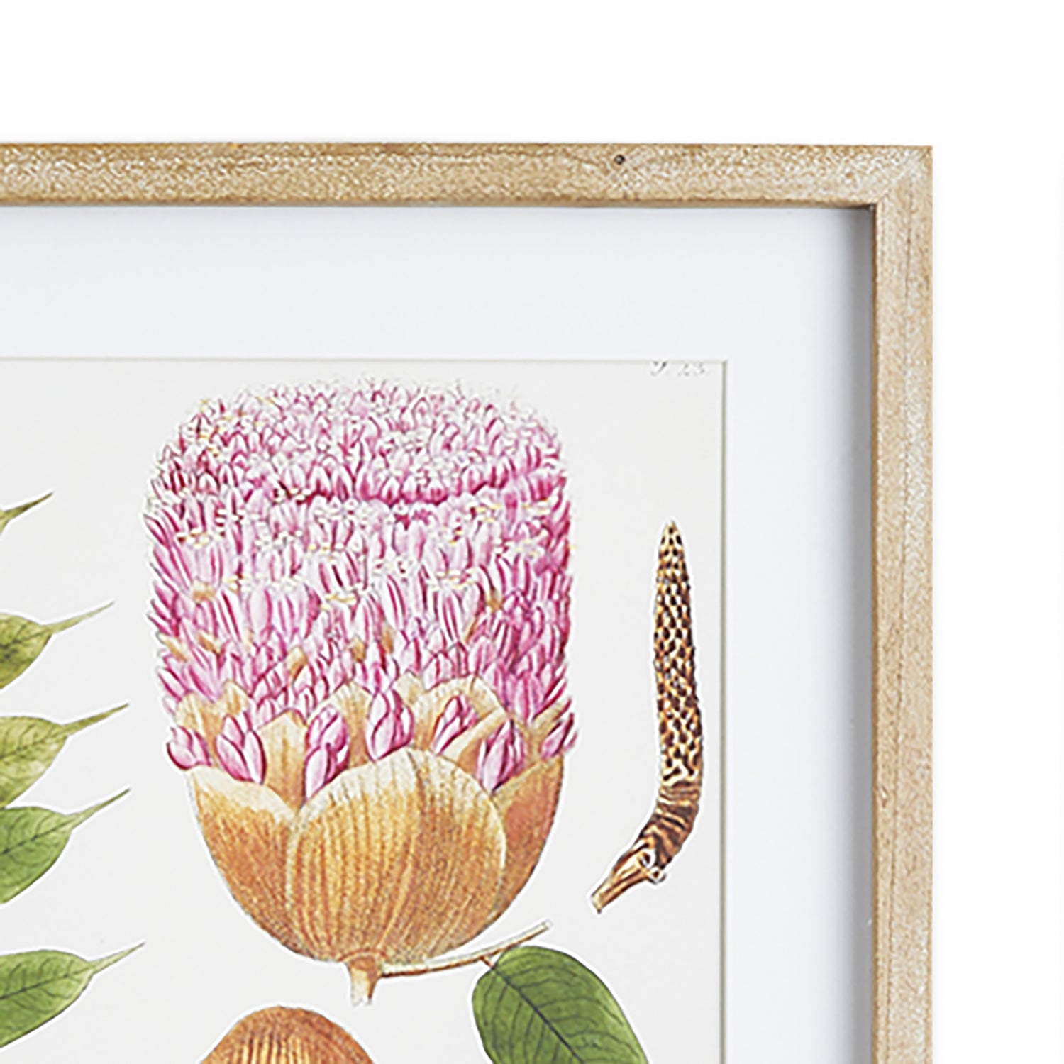 Leaf Botanical Study Wall Art Set of 6