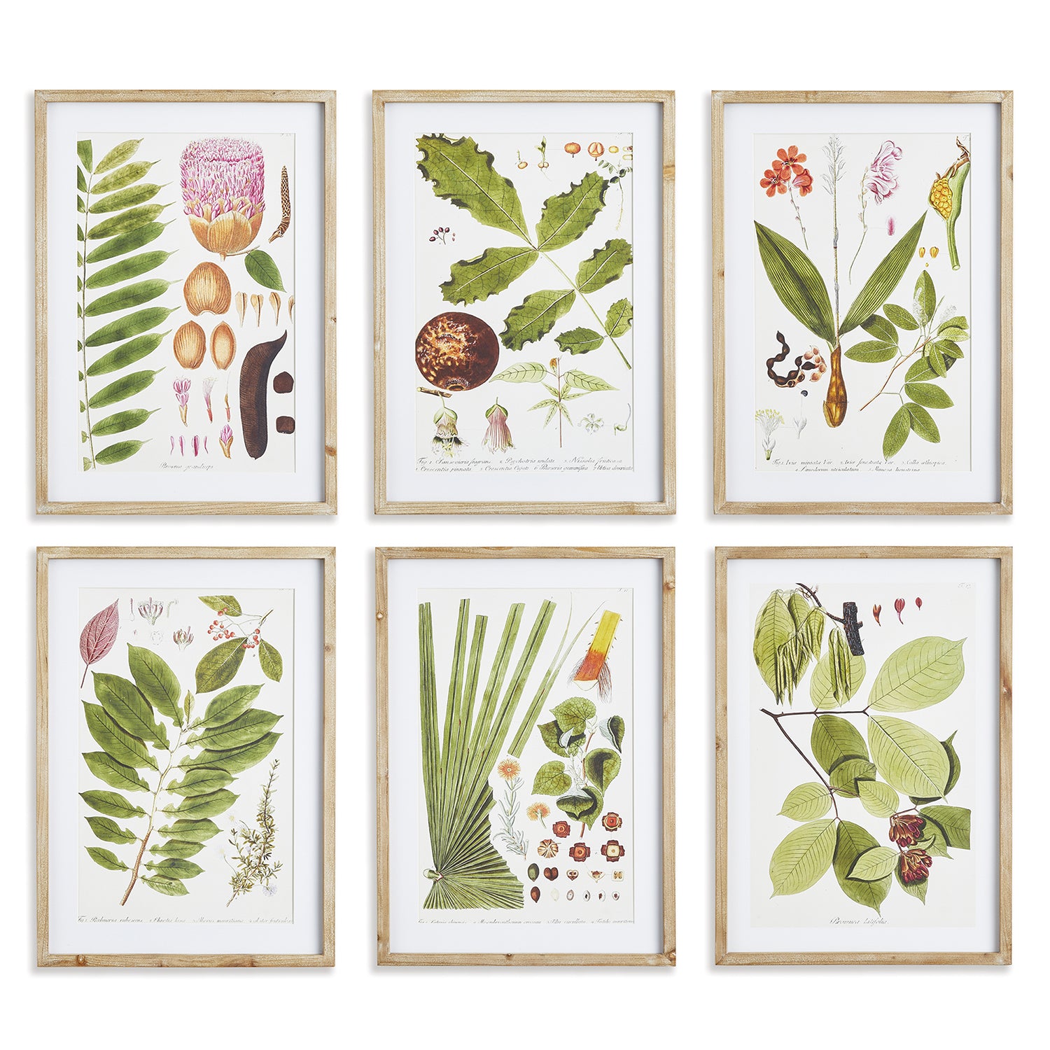 Leaf Botanical Study Wall Art Set of 6
