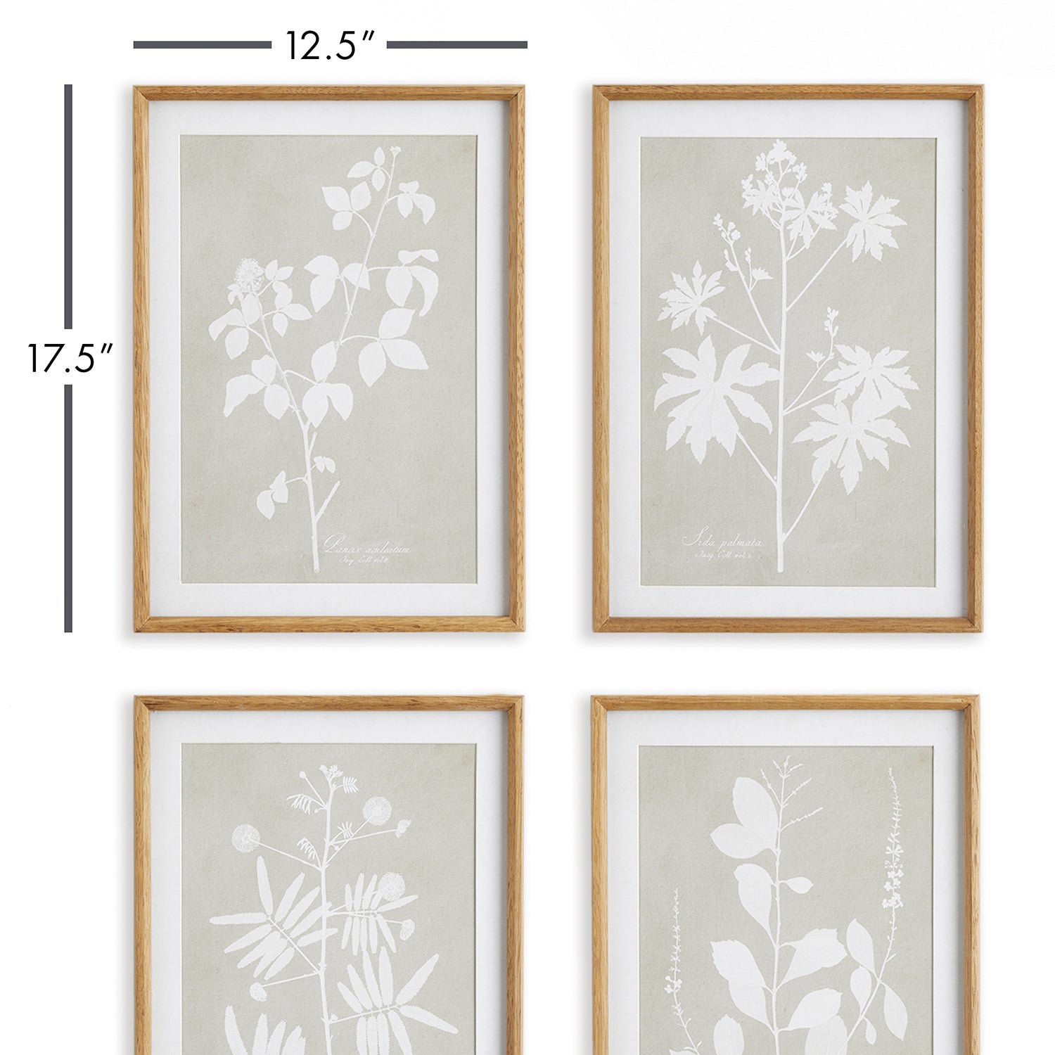 Foliage Study Wall Art Set of 4