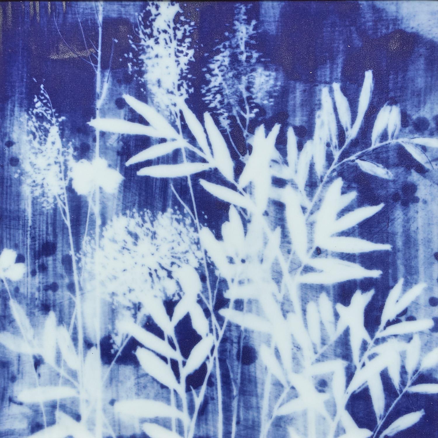 Cyanotype Botanicals Wall Art Set of 6