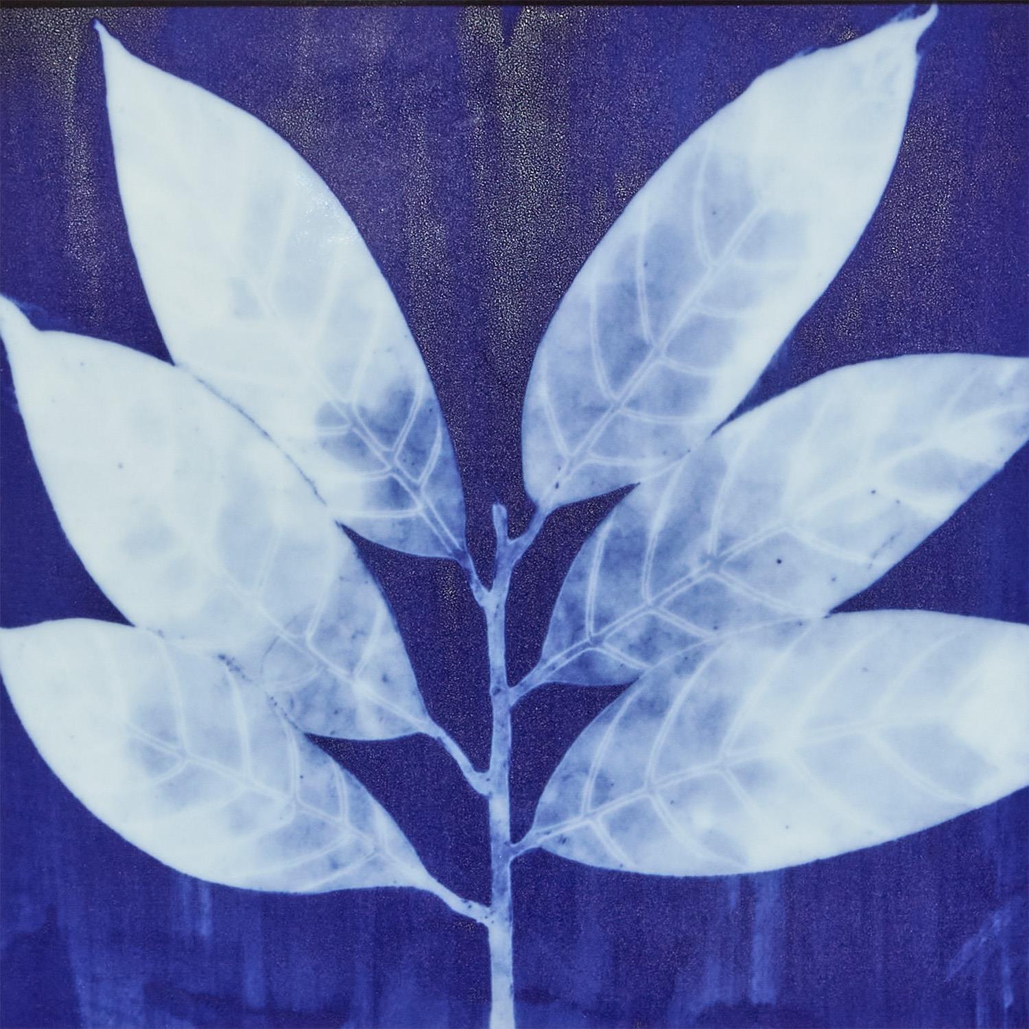 Cyanotype Botanicals Wall Art Set of 6