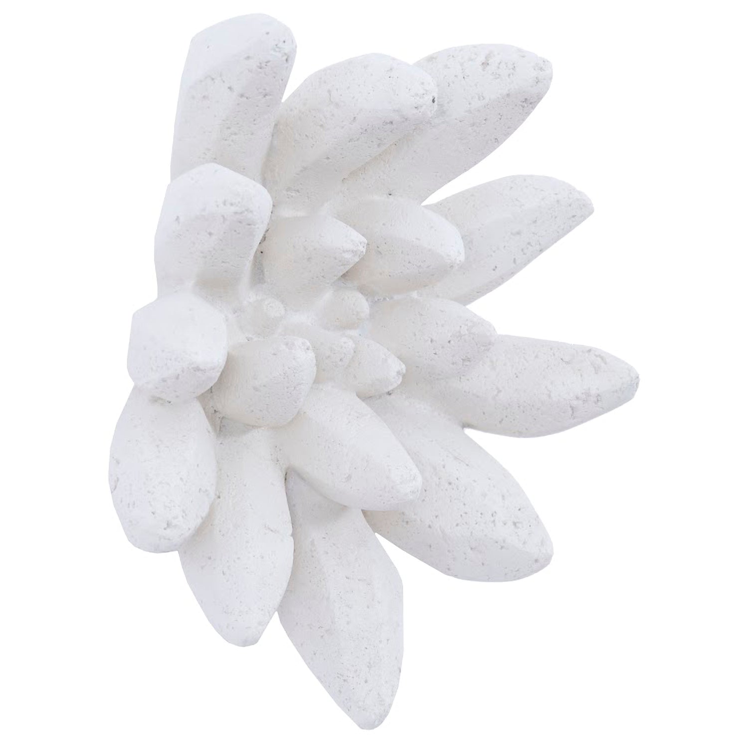 Phillips Collection Compactum Succulent Wall Art