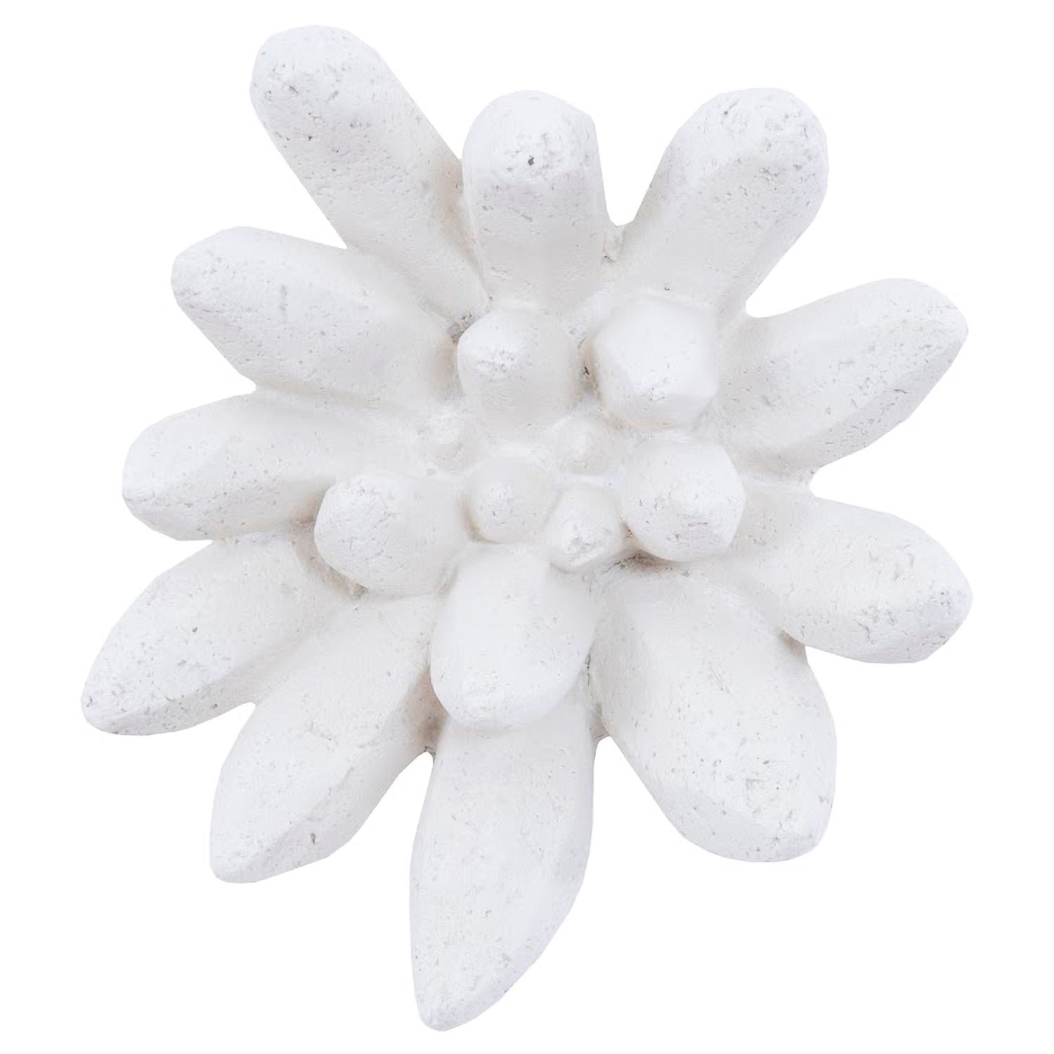 Phillips Collection Compactum Succulent Wall Art