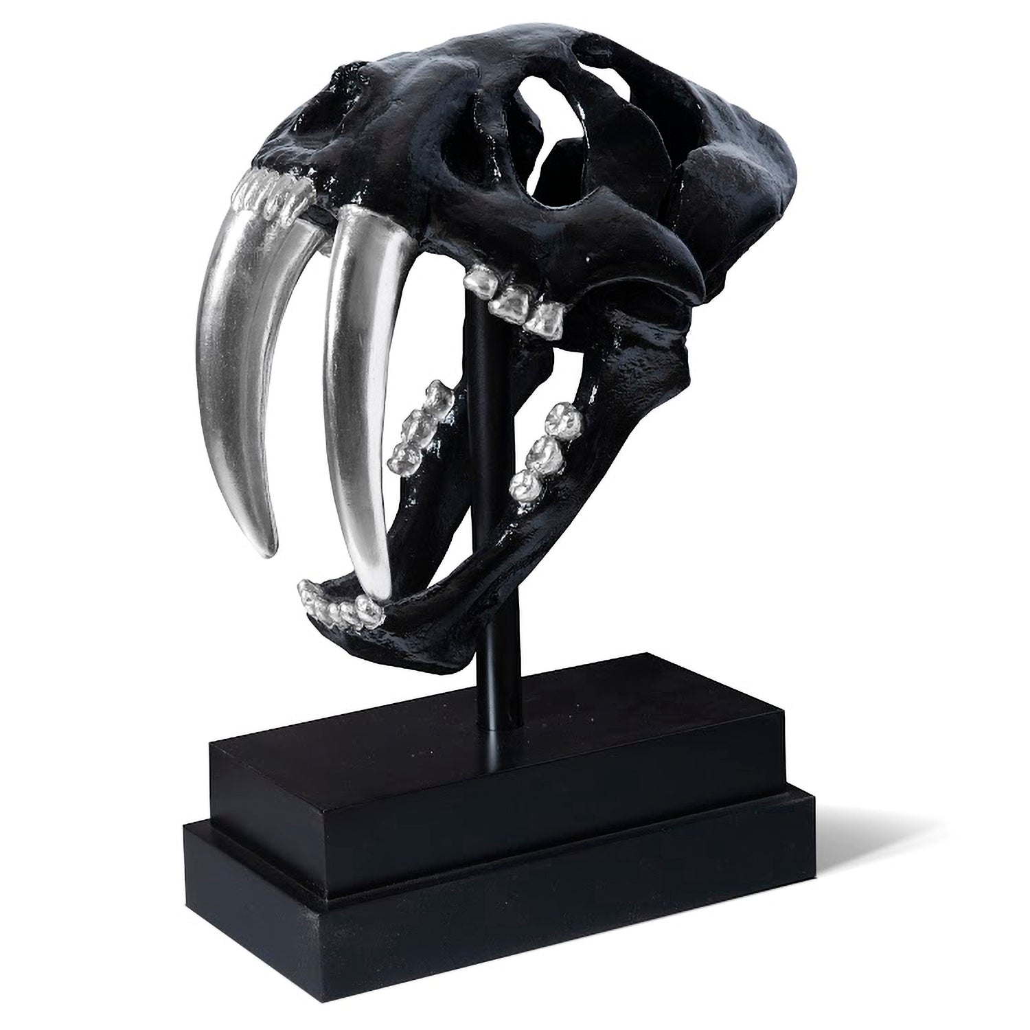 Phillips Collection Saber Tooth Tiger Skull