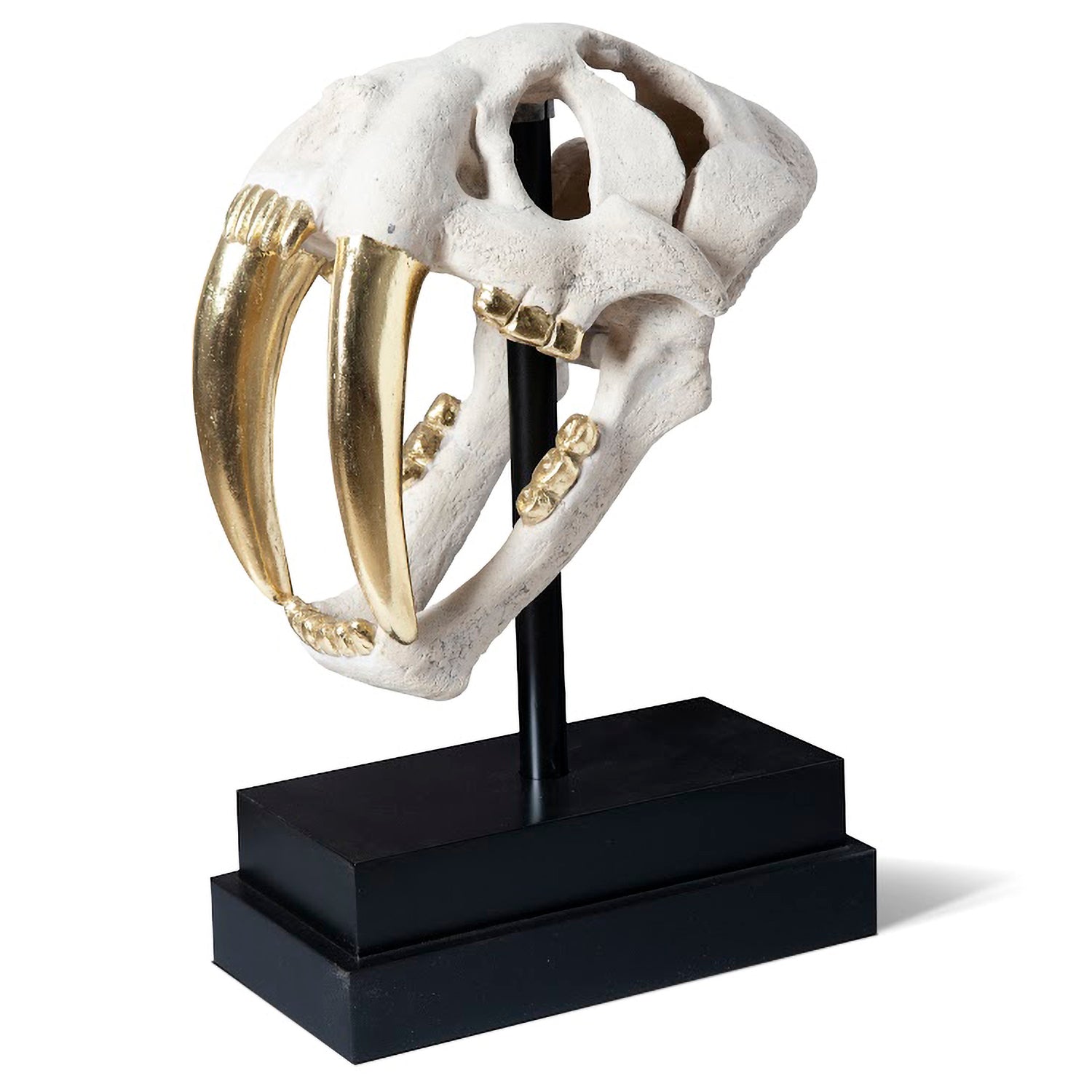 Phillips Collection Saber Tooth Tiger Skull