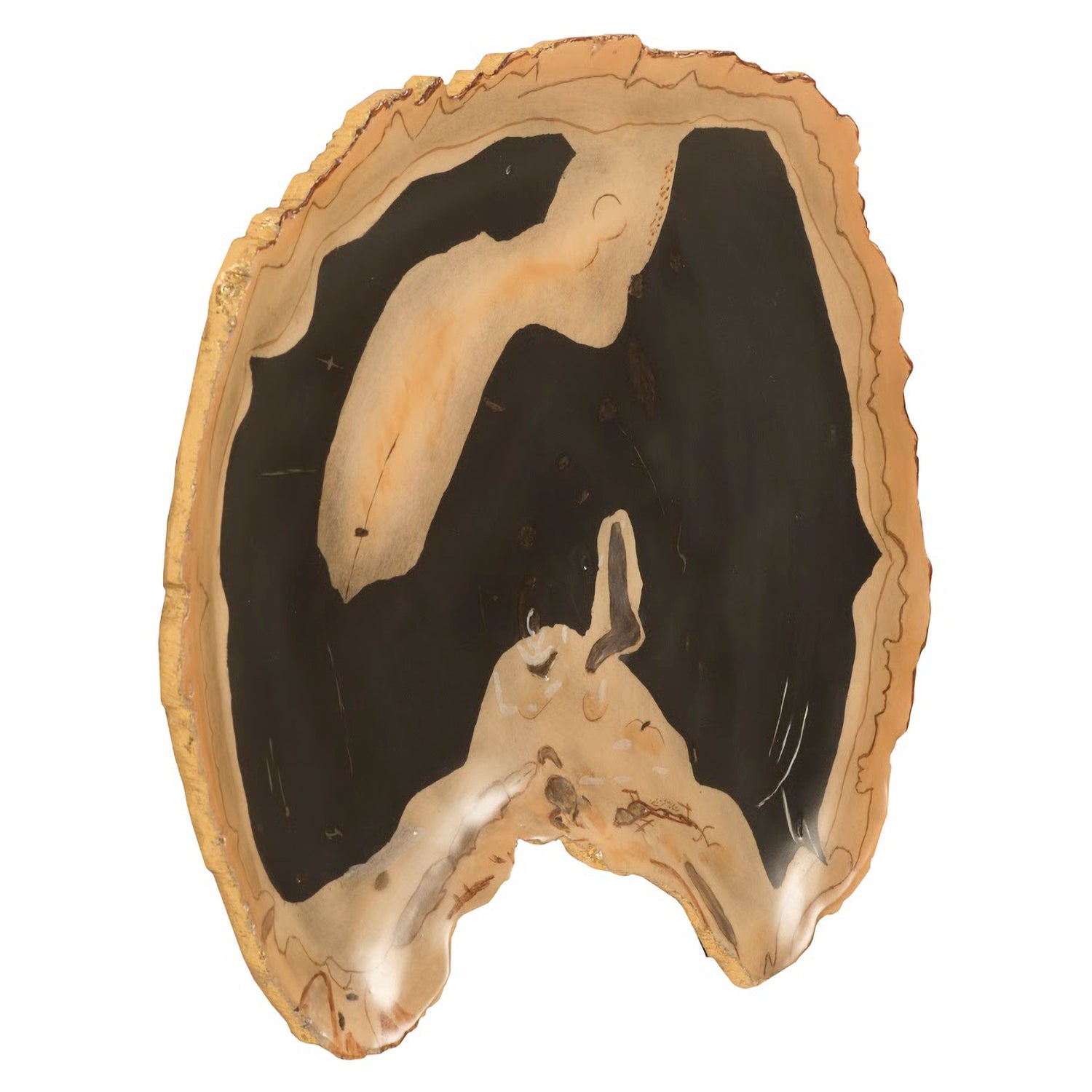 Phillips Collection Thin Cast Petrified Wood Wall Tile