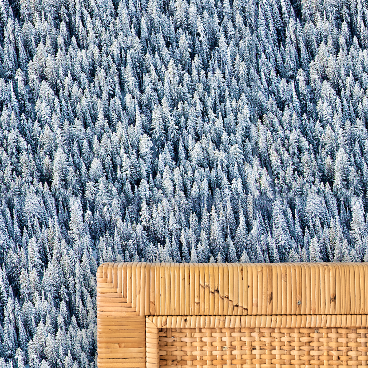 Mitchell Black x Gray Malin Snowy Pines Wallpaper