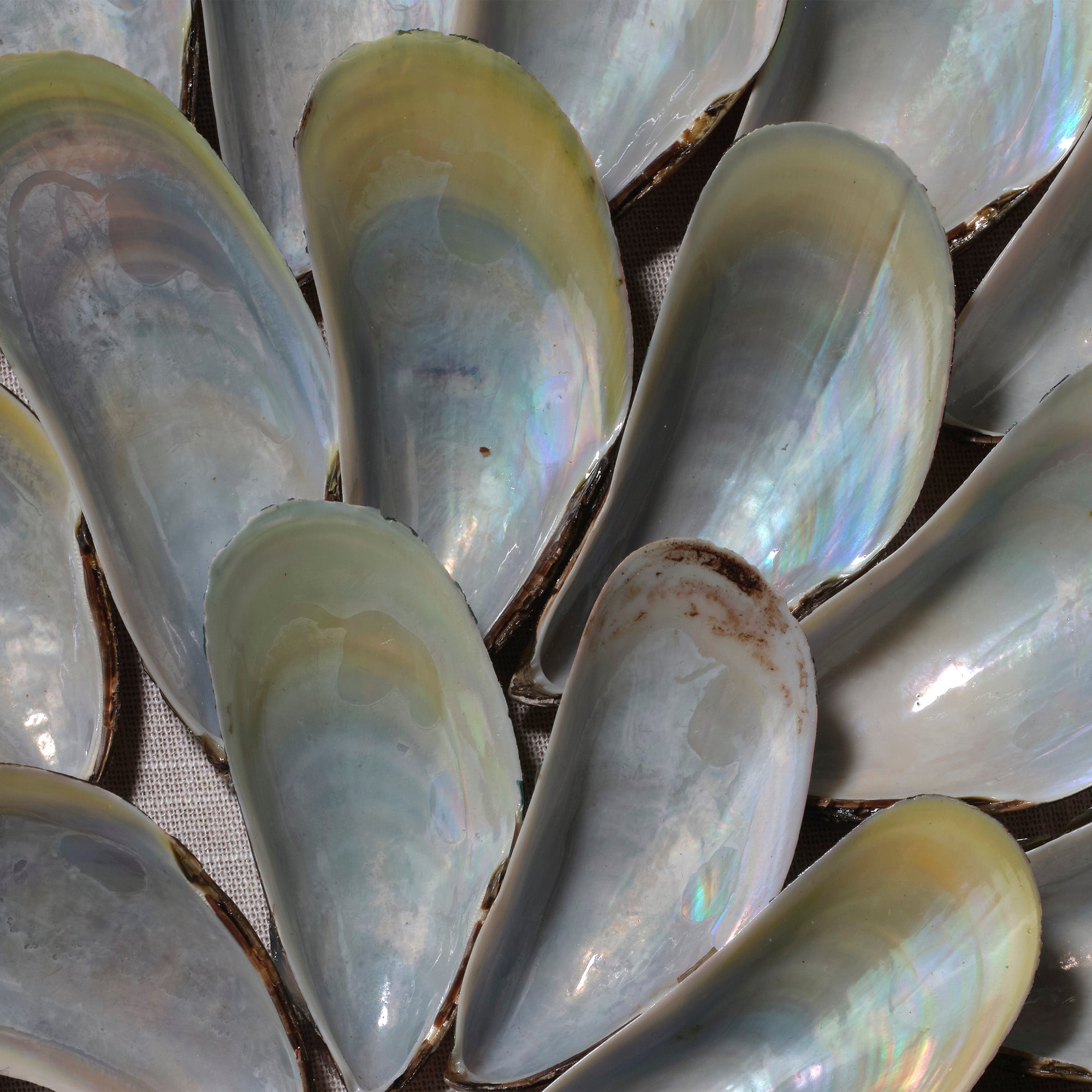 Jamie Young Clearwater Blue Iridescent Shell Wall Art