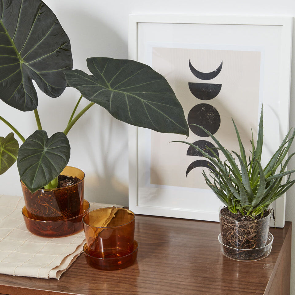 Glass Pot with Saucer