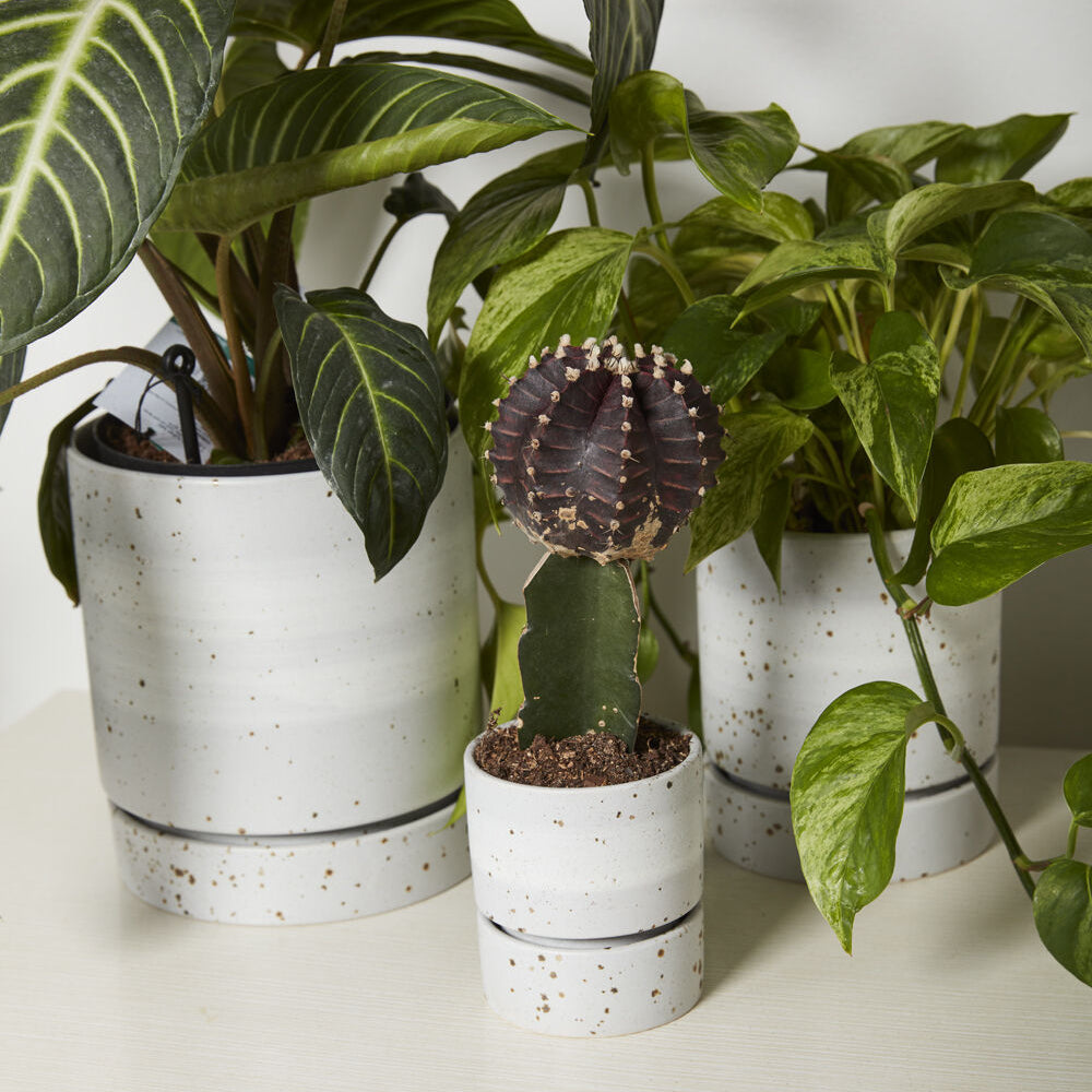 La Jolla Pot styled view, grey ceramic planter with saucer