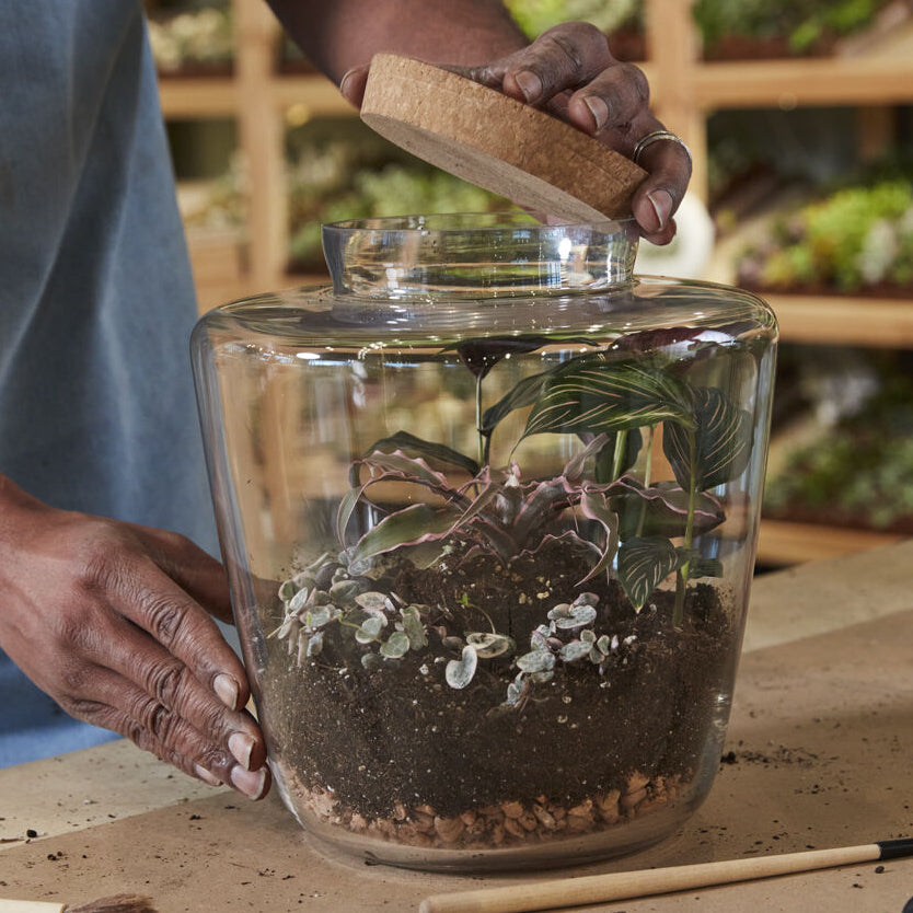 Message Terrarium alternate view, clear glass terrarium with cork lid