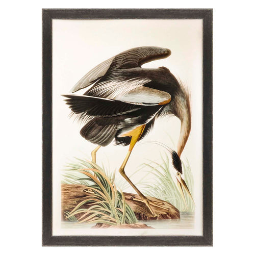 Audubon Great Blue Heron Framed Art