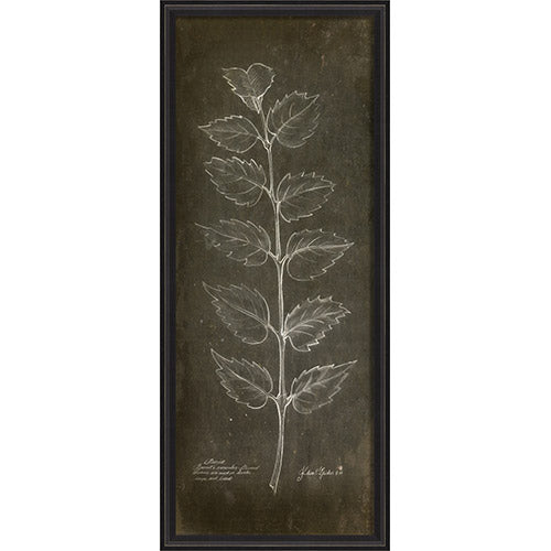 Burnet on Black Framed Print