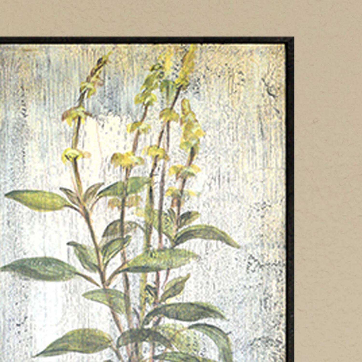 Vassileva Herbs Framed Art Set of 4