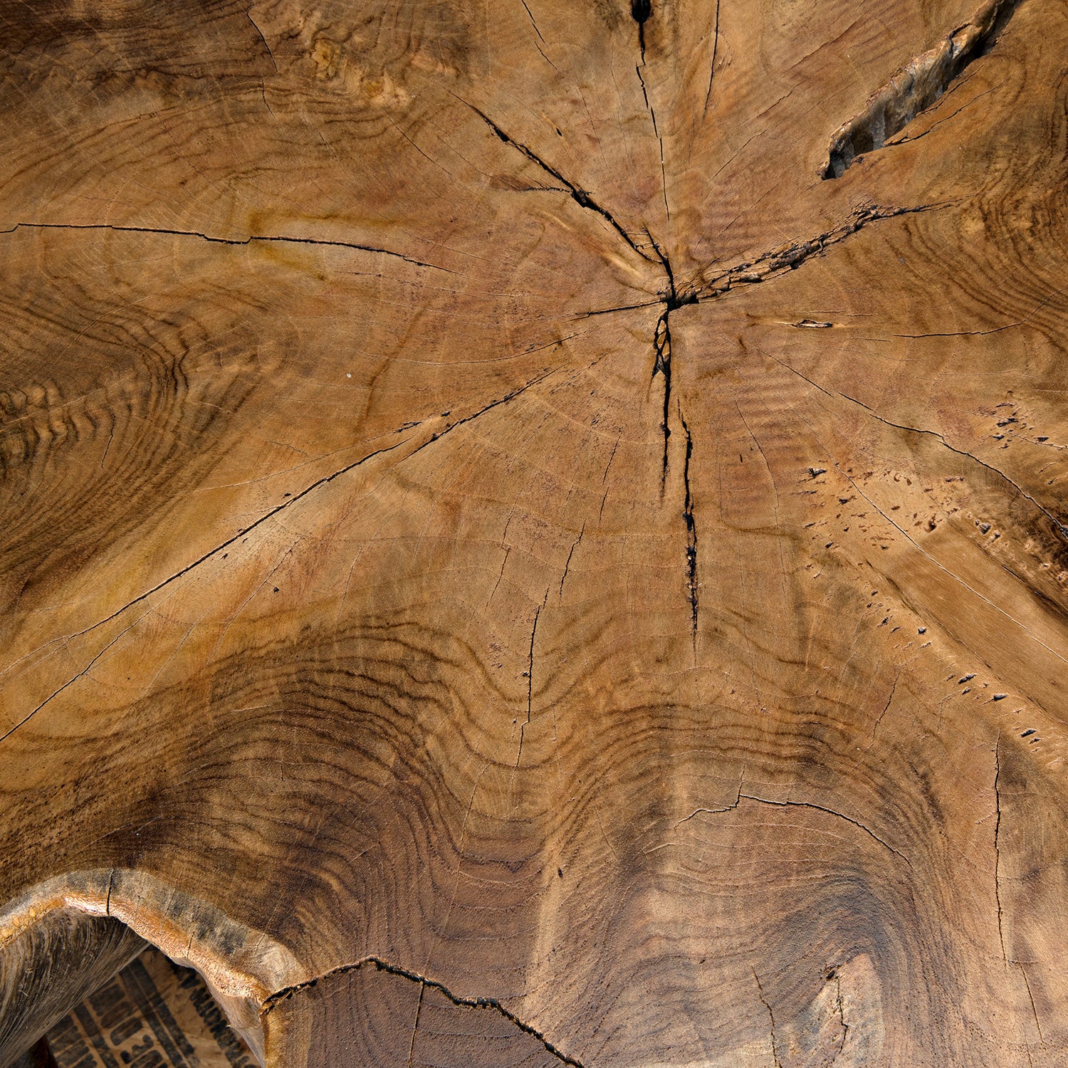 Noir Teak Root Coffee Table