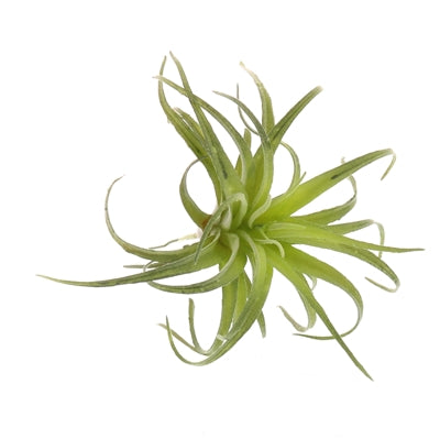 Faux Tillandsia Set of 2