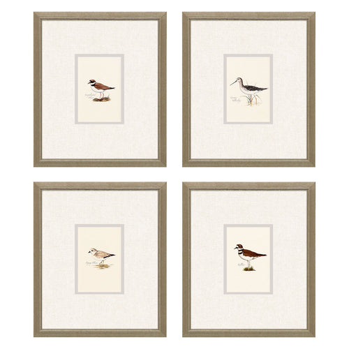 Simmons Shorebirds Framed Art Set of 4
