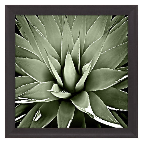 Jenson Green Succulent III Framed Art