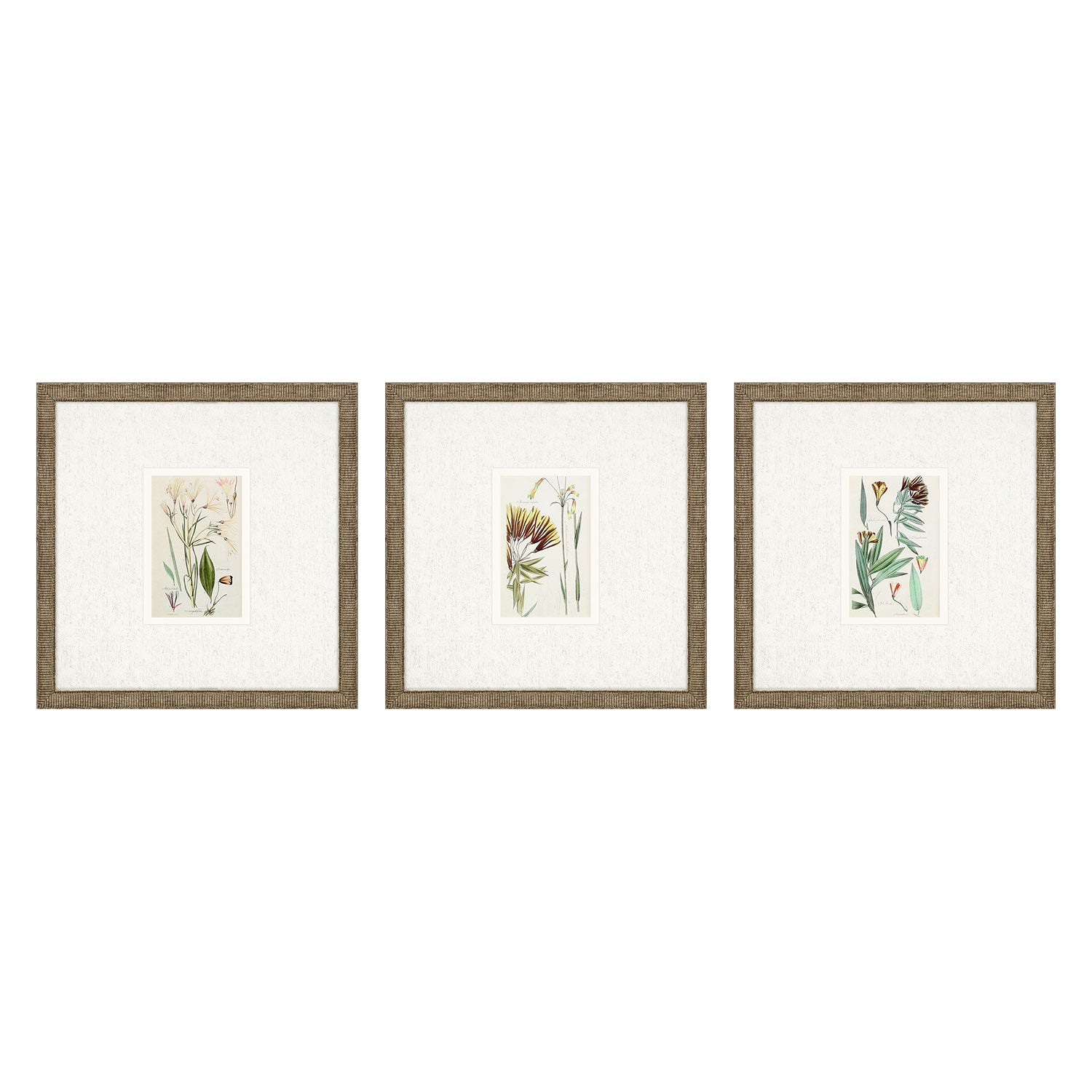 Vision Studio Antique Botanical I Framed Art Set of 3