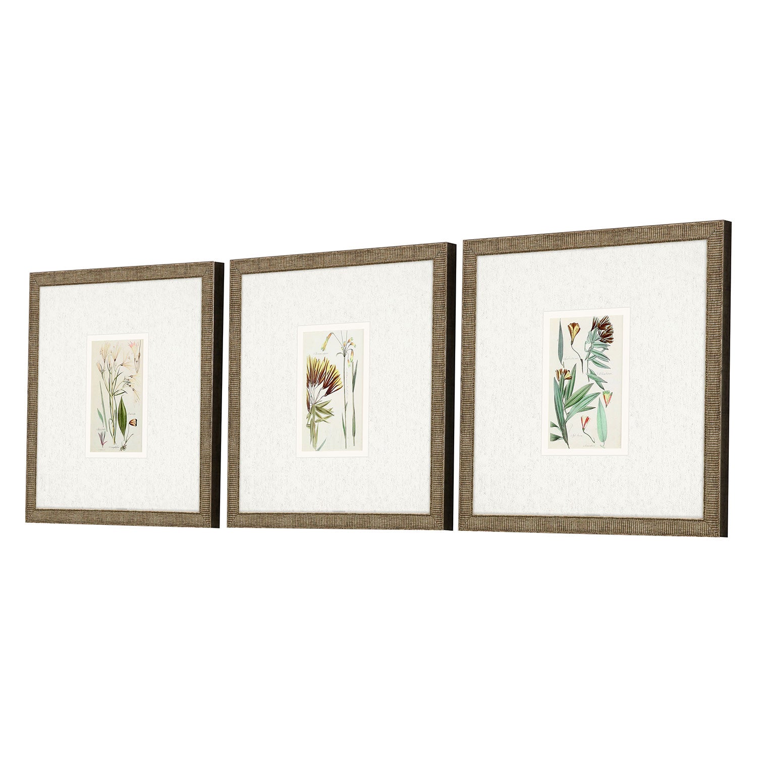 Vision Studio Antique Botanical I Framed Art Set of 3