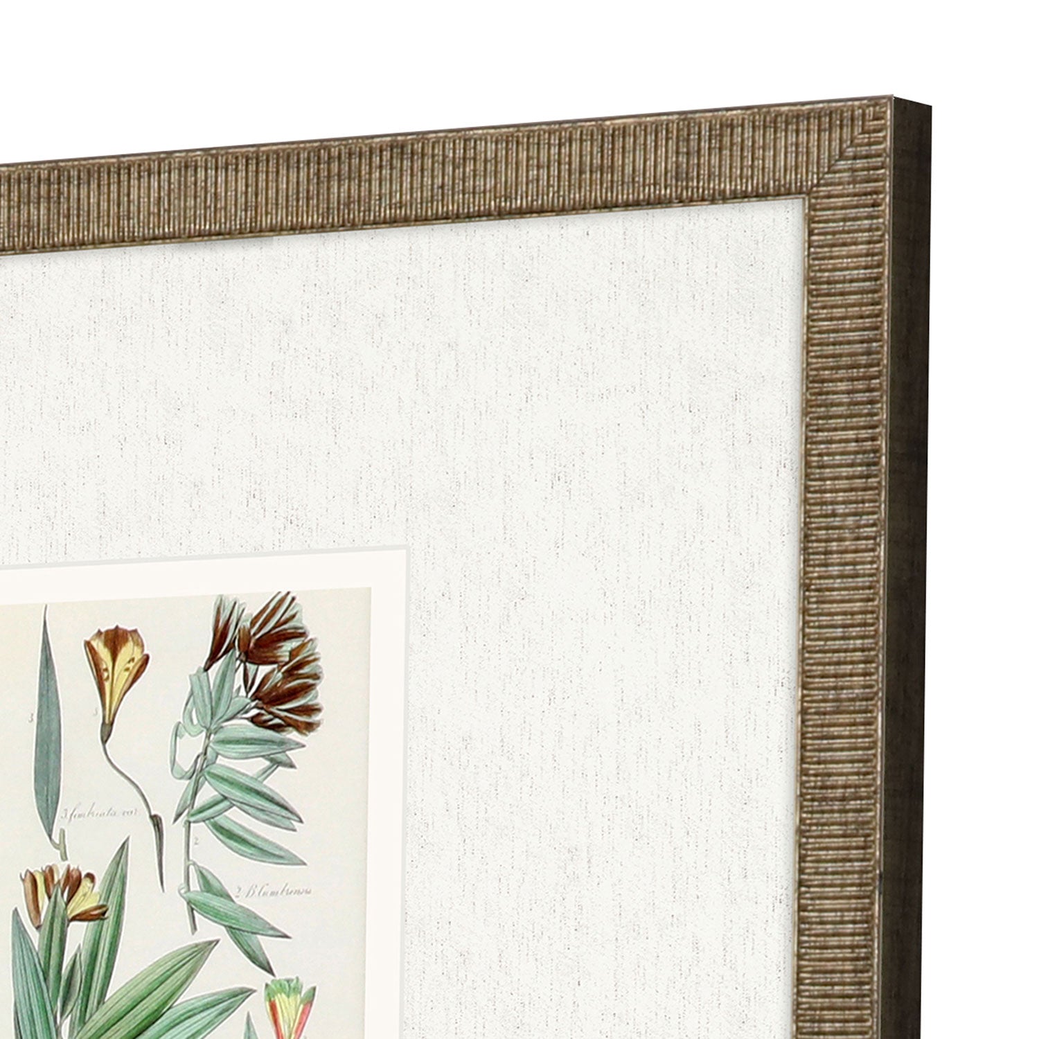 Vision Studio Antique Botanical I Framed Art Set of 3