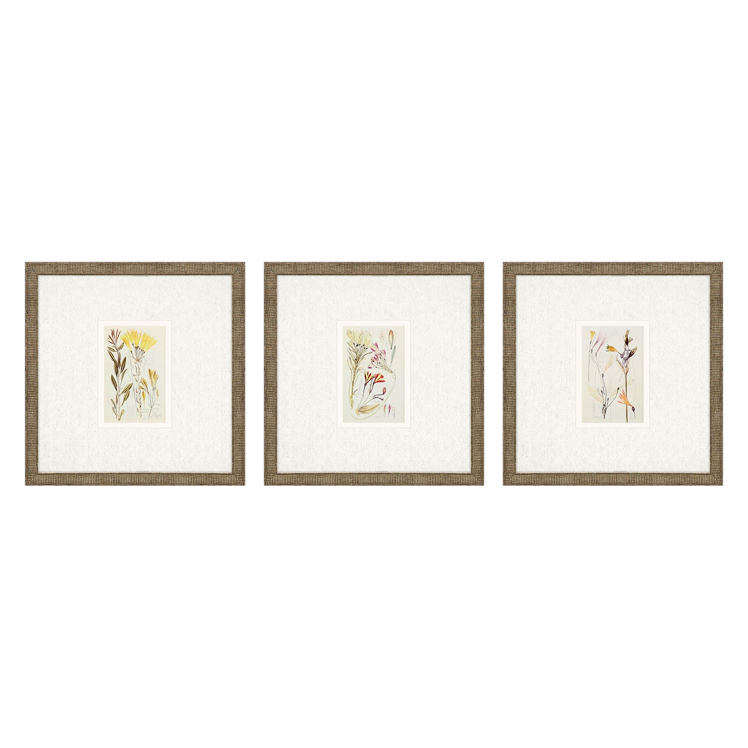 Vision Studio Antique Botanical II Framed Art Set of 3